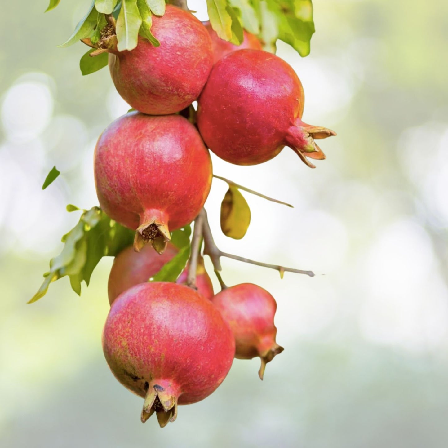 Pomegranate Fruit Tree Seedling 1ft - Wonderful Variety, Bright Red Fruit, Orange Flowers, Punica Granatum