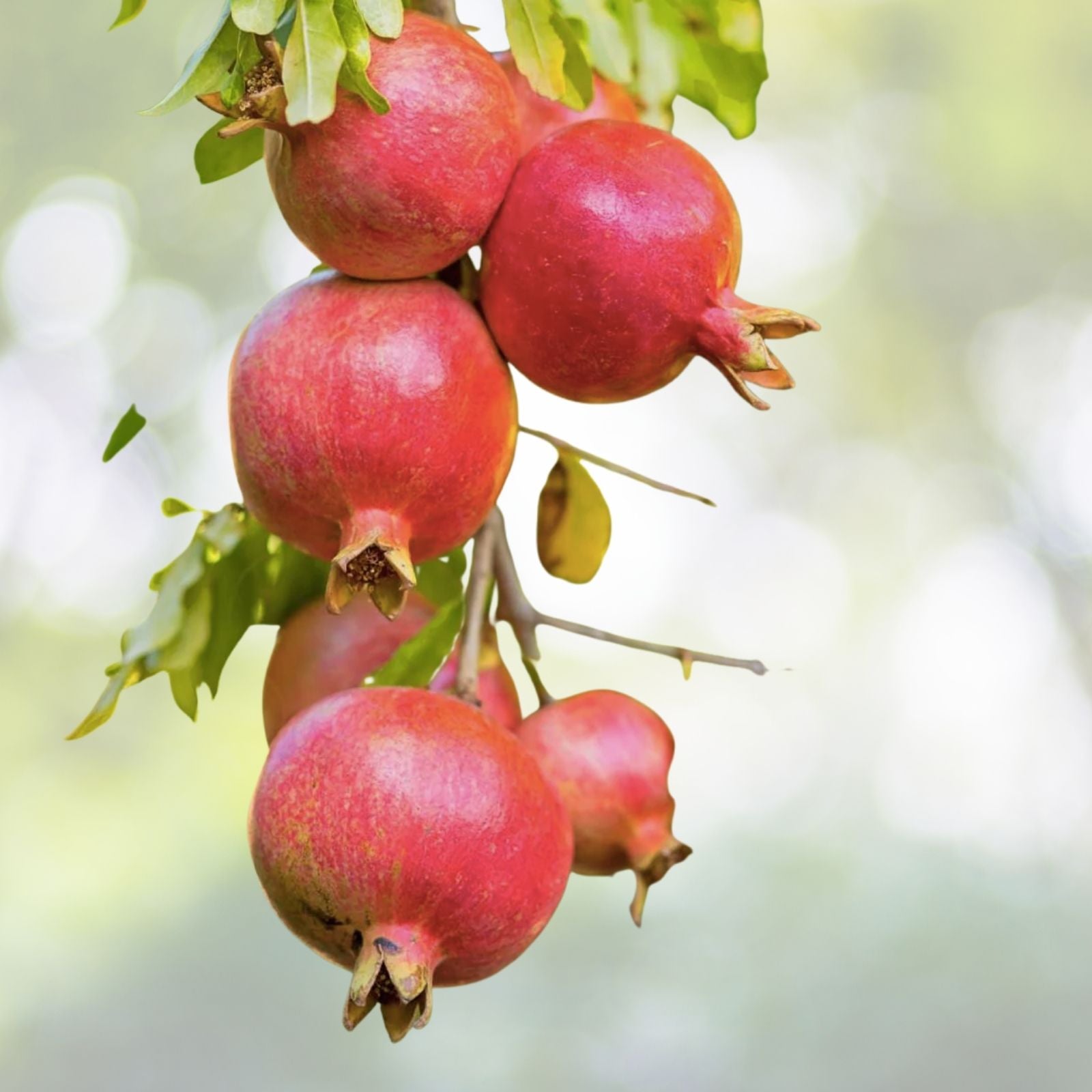 Pomegranate Fruit Tree Seedling 1ft - Wonderful Variety, Bright Red Fruit, Orange Flowers, Punica Granatum