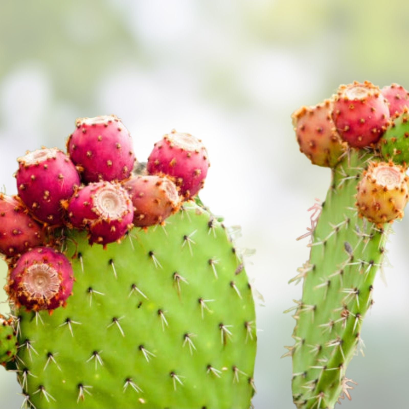 Prickly Pear Cactus Cuttings 3 Pack – Live Rooted Opuntia Ssp. Segments for Planting & Propagation