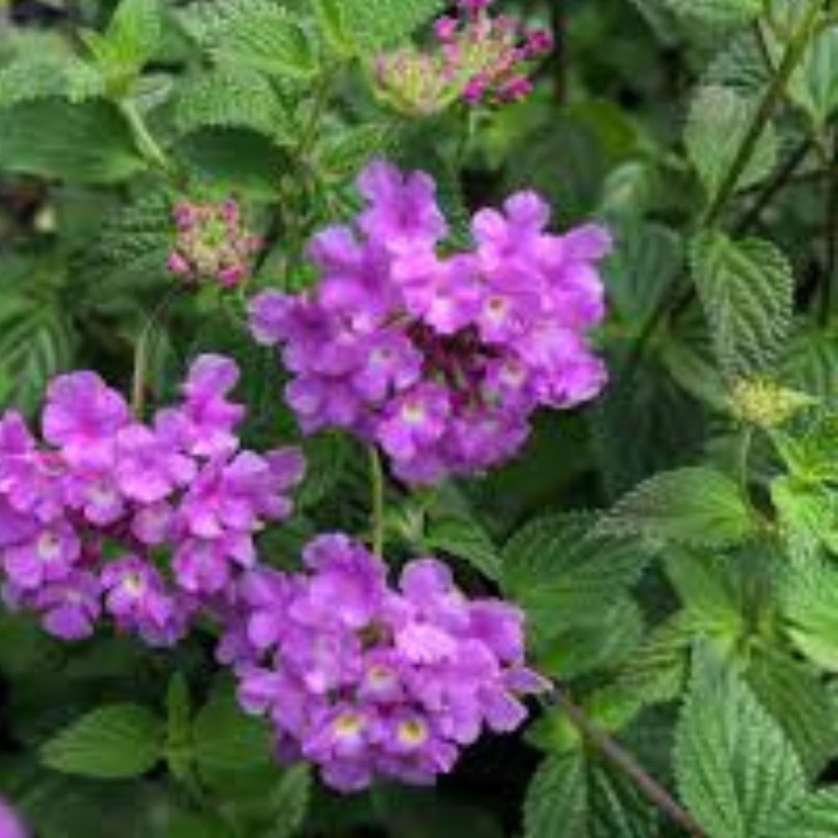 Lantana-Plants-Live-Trailing-Lavender-No-Pot-Ideal-for-Outdoor-Planting-Lantana-camara