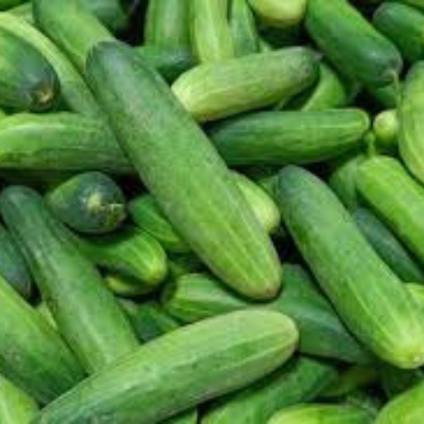 Parisian Gherkin Cucumber Seeds – 20 Seeds, Easy to Grow, Delicious Flavor, Cucumis sativus, Compact Variety