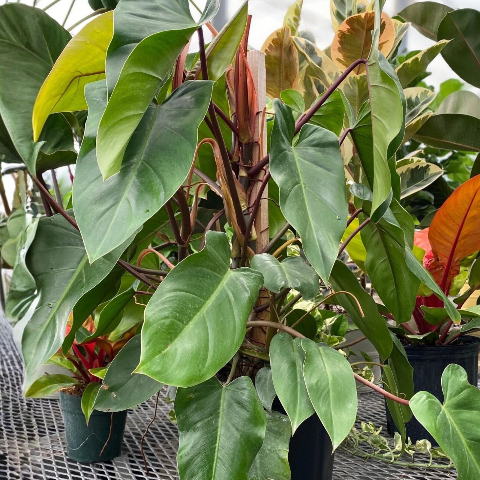Rooted Top Cutting Philodendron Red Emerald Live Plant - Philodendron erubescens - Houseplant, Indoor Plant, Tropical Plant