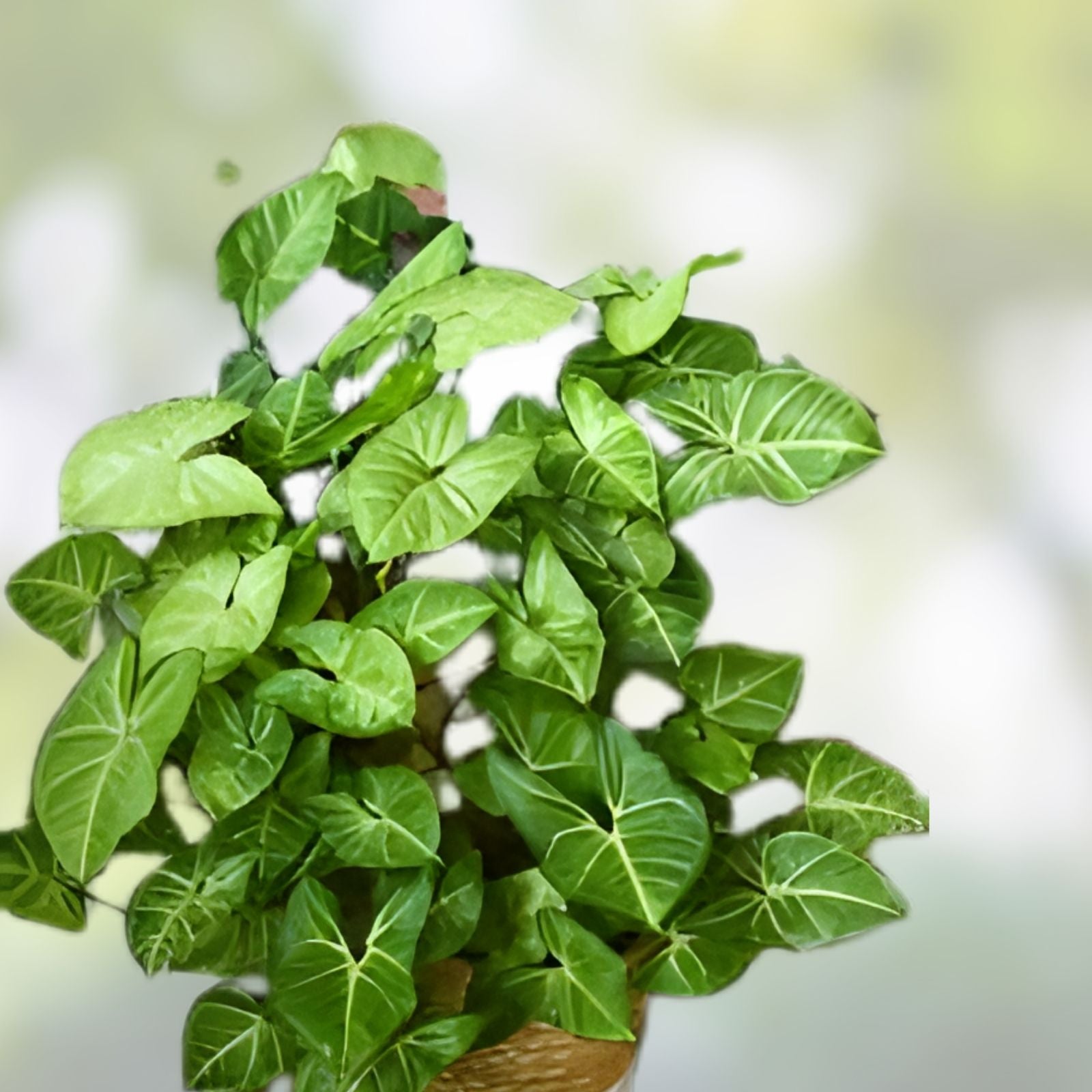 Syngonium Podophyllum Cuttings - Green Arrowhead Vine - Lot of 5 - Araceae Houseplant Propagation Cuttings