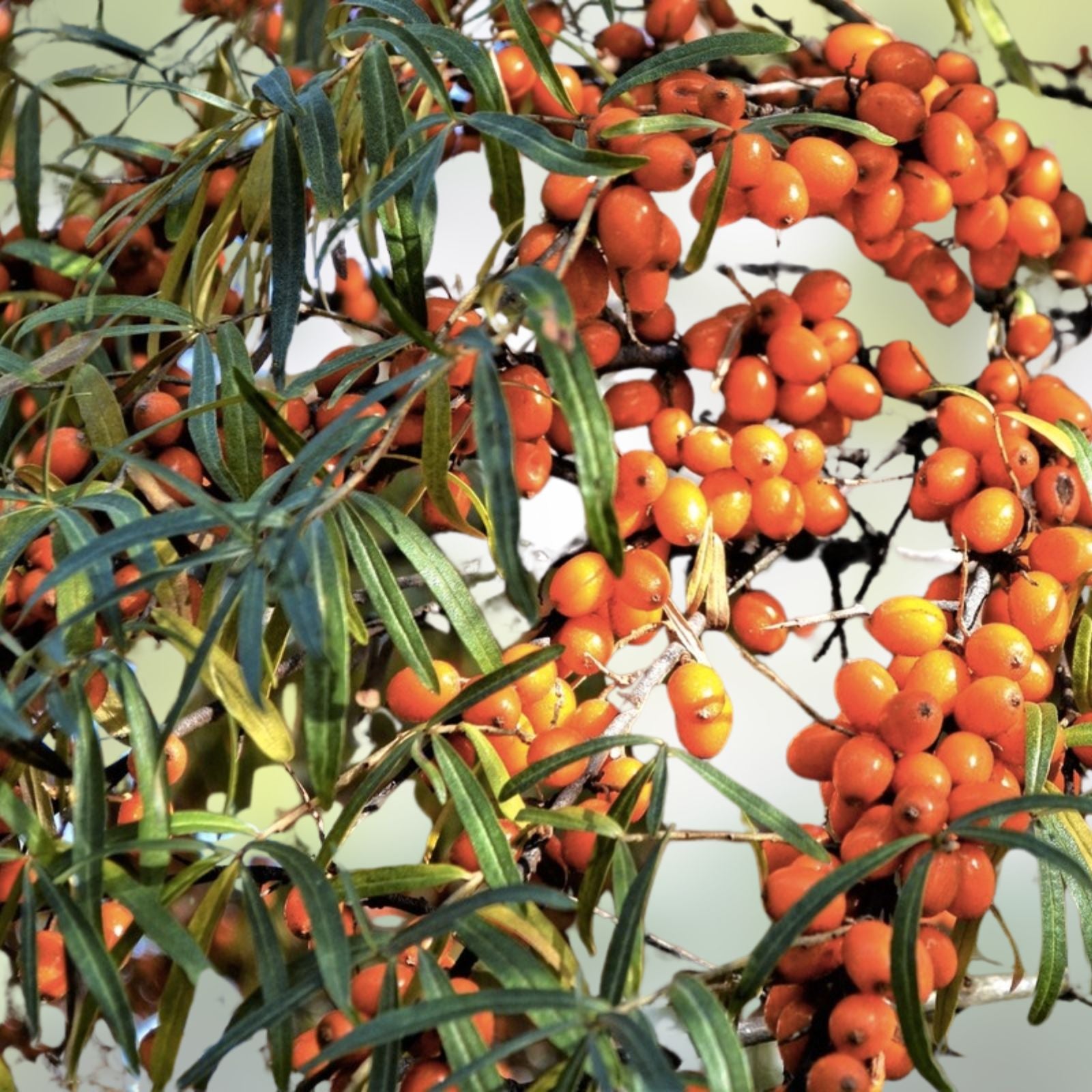 Seaberry Bush Seeds 100 Pack Edible Hippophae rhamnoides Berry Plant for Gardening Landscaping Live Plant