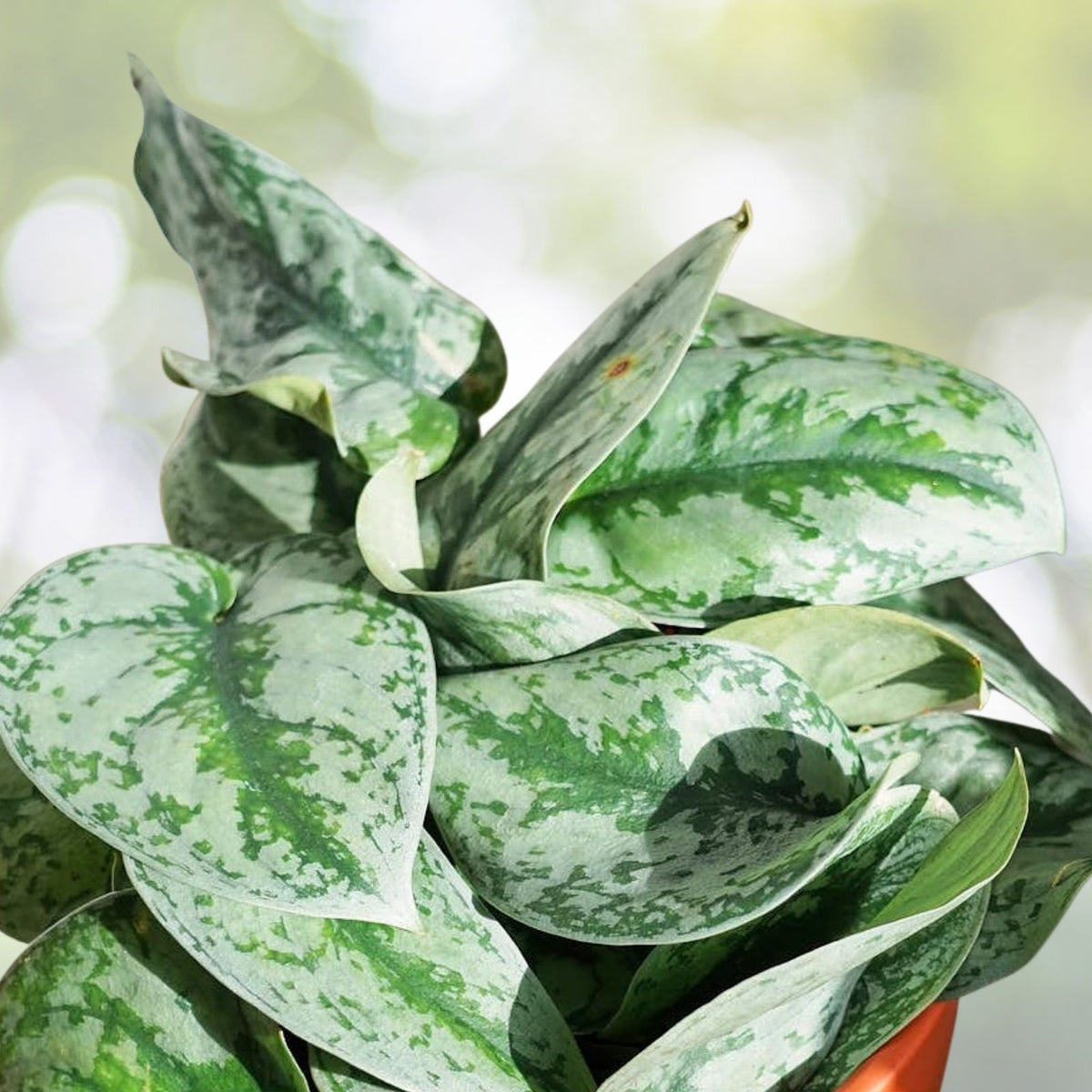 Scindapsus Pictus 'Exotica' Cuttings – 6 Healthy Vining Aroid Indoor Houseplants – Rare Easy Care Green Plants