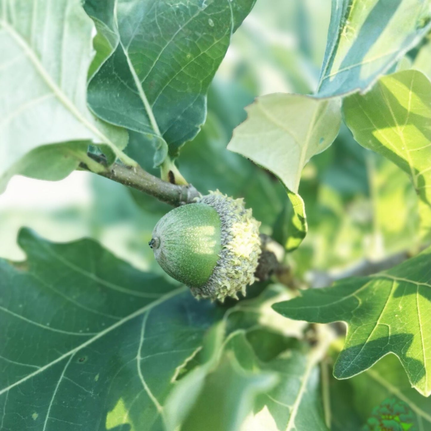 Concordia Oak Tree Bare Root Plant 16 Inches, Quercus X Introgressa, Fast Growing Hybrid, Zone 4-8