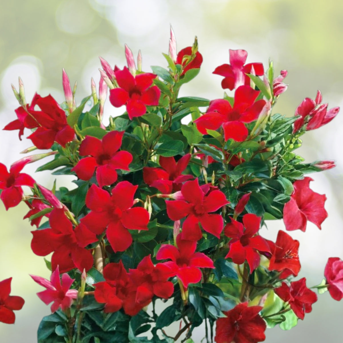 Large Red Mandevilla Vine - Tropical Flowering Plant - Mandevilla sanderi - Attracts Butterflies & Hummingbirds