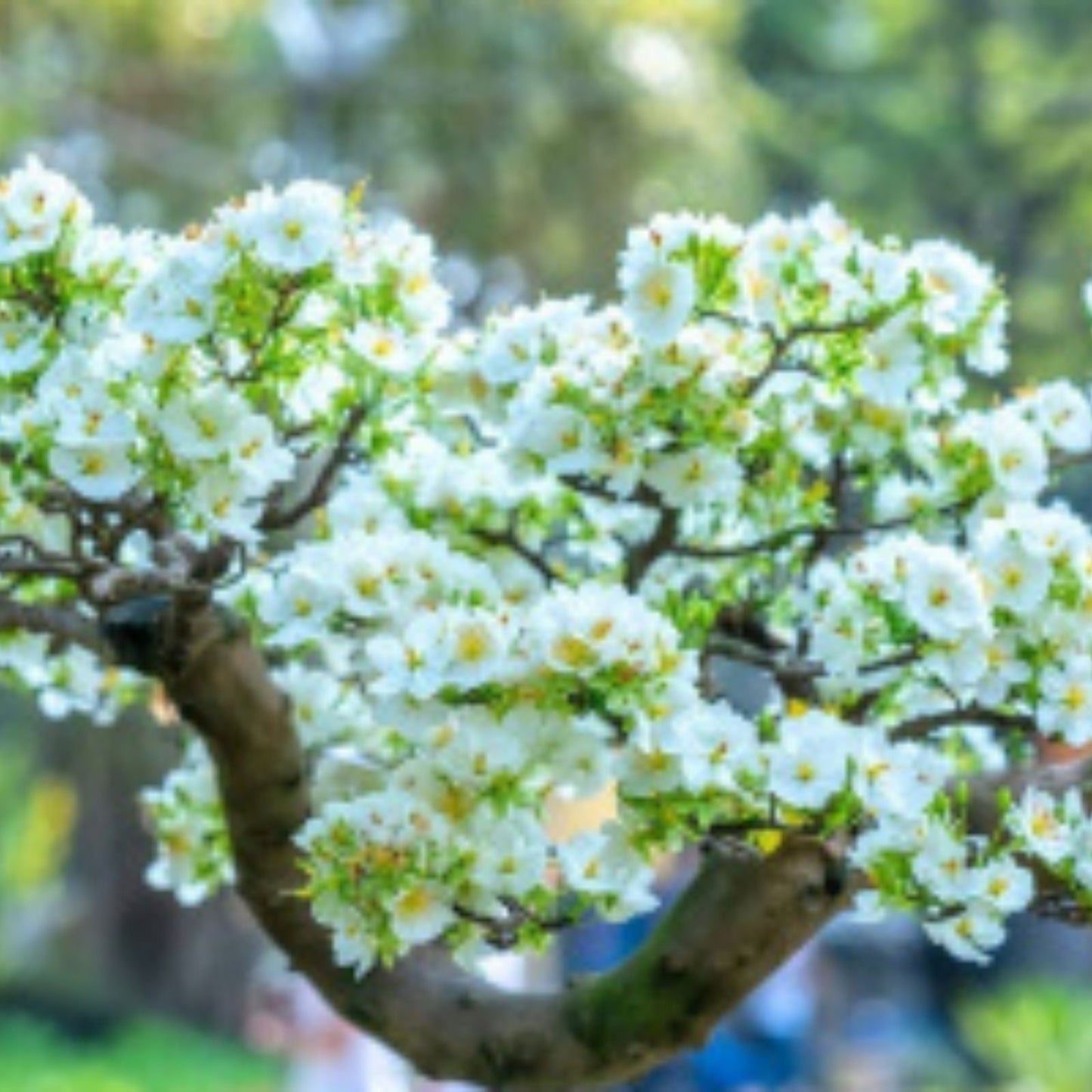 Apricot Bonsai Tree Seeds - 3 Large Seeds with Yellow Flowers - Prunus armeniaca - Fruit Tree Seeds for Gardening and Landscaping