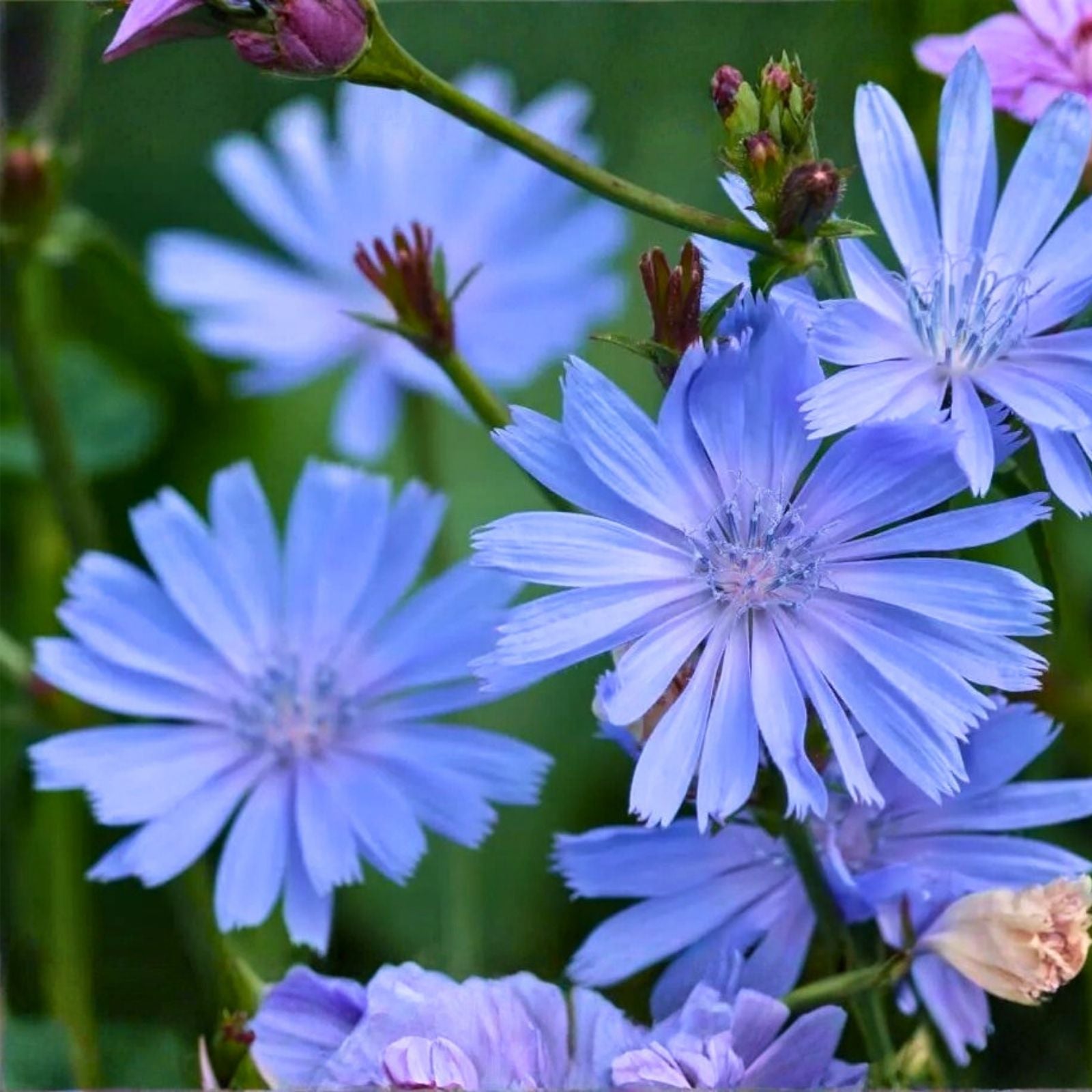 Chicory Wildflower Seeds 1 oz Blue Flower Seeds for Planting Cichorium intybus Pollinator-Friendly Seed Pack