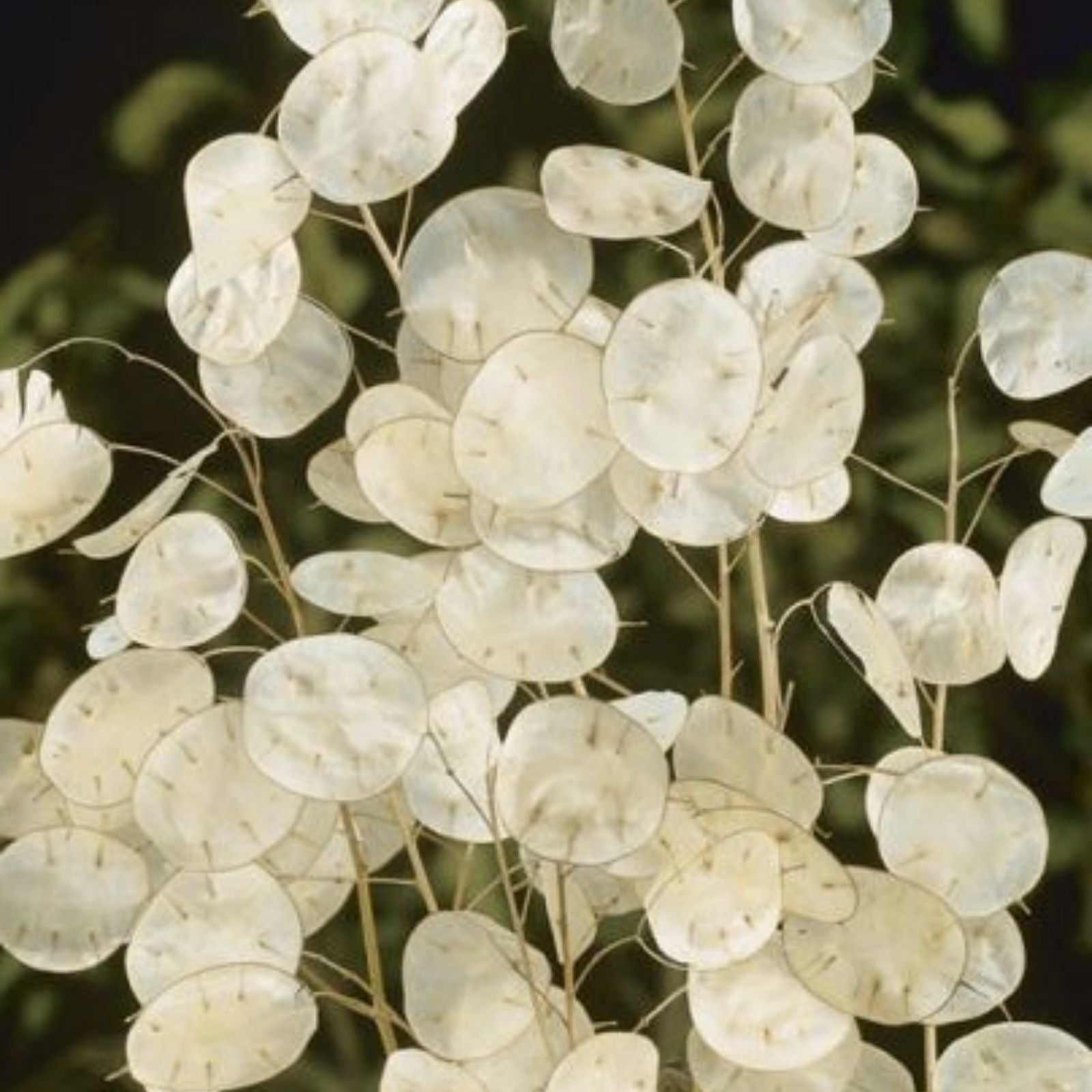 Money Plant Seeds 50 Pack - Lunaria Biennis Honesty Plant for Gardening - Perennial Flower Seeds