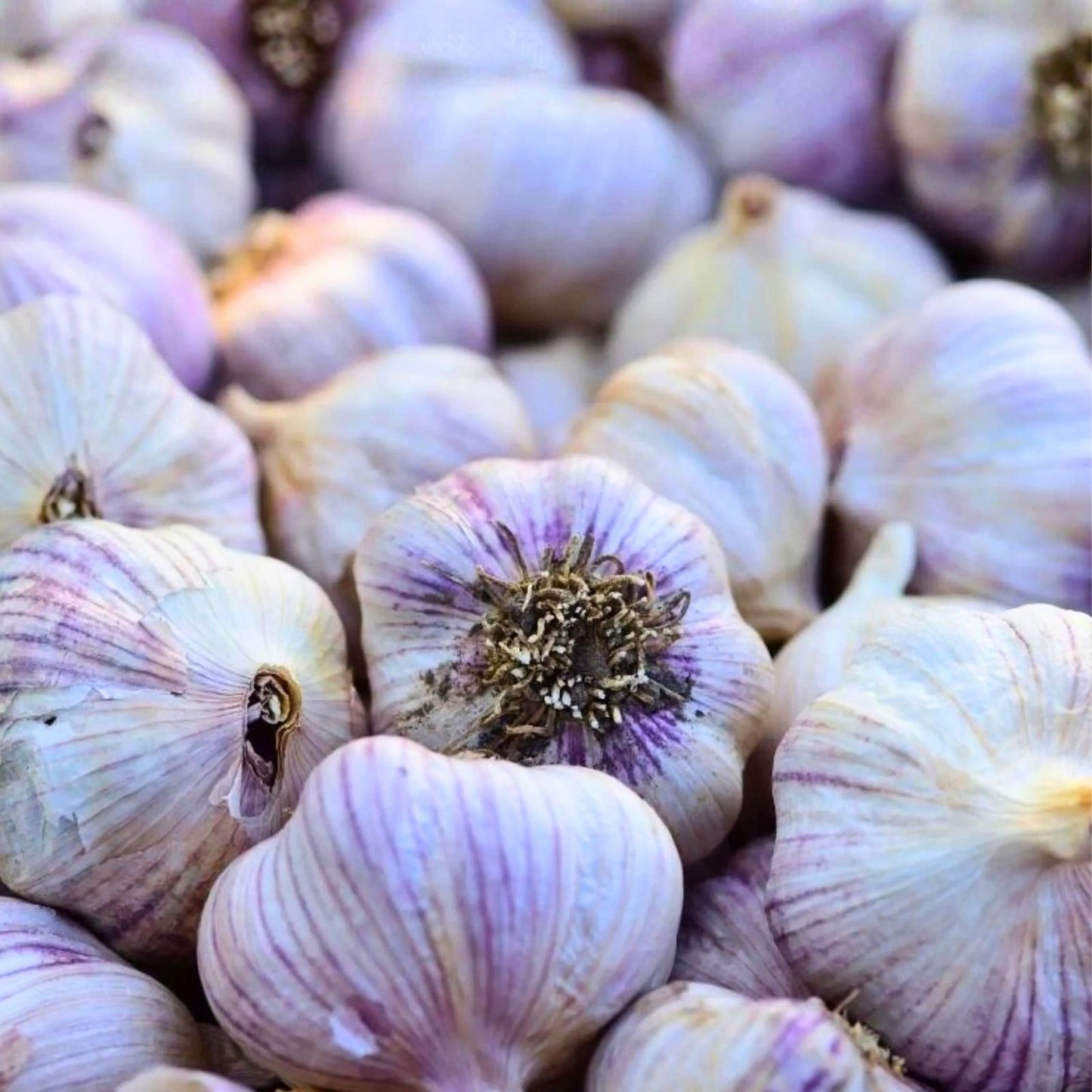 Siberian Garlic Whole Bulbs - Organic Allium sativum for Cooking and Planting - Ready to Eat or Grow
