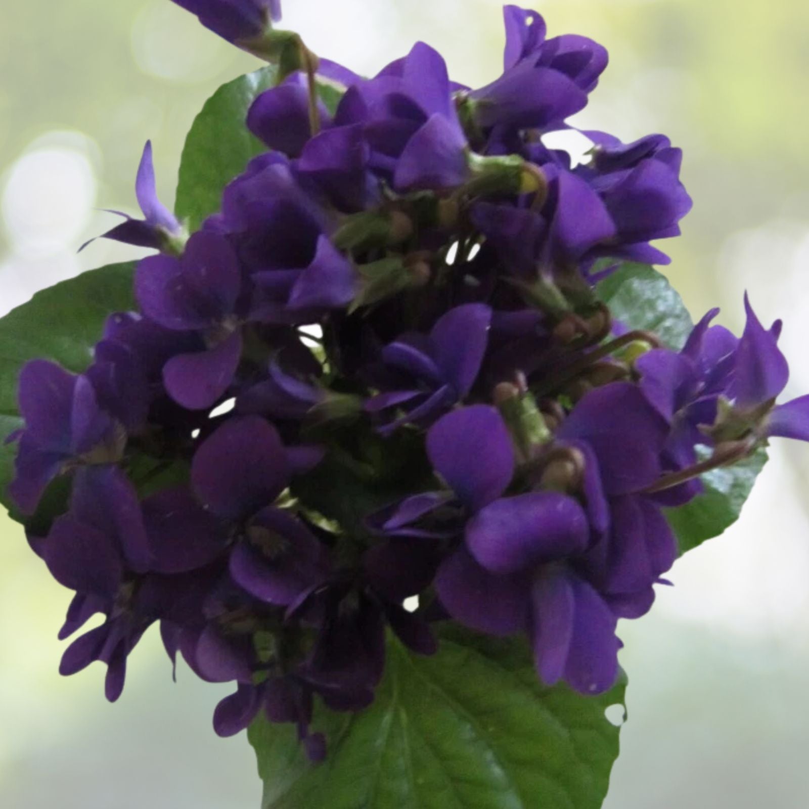 Organic Purple Wild Violet Flower Rhizomes, Viola, 150+ Bareroot Plants for Native Gardens