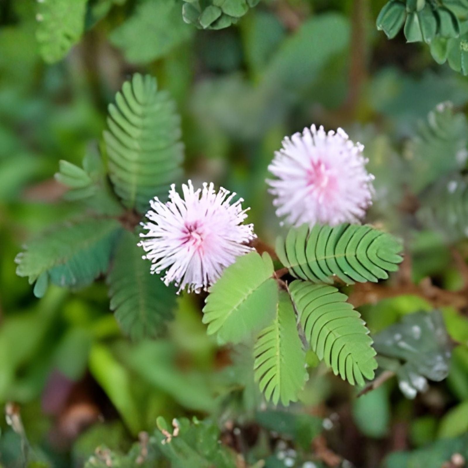 Sleeping Grass Seeds 20 Pack - Mimosa pudica Sensitive Plant That Moves When Touched - Live Seed Kit for Indoor Garden