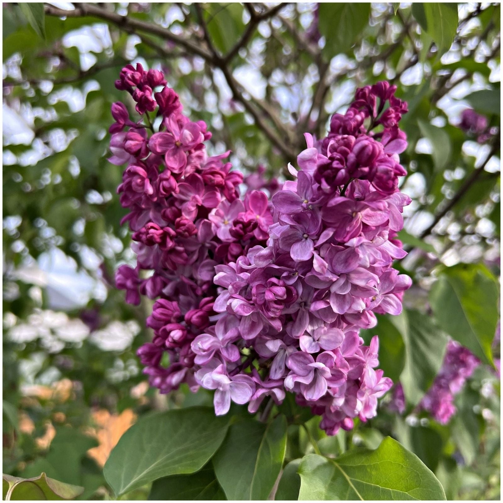 Lilac Starter Plant Belle de Nancy Variety Well-Rooted Syringa Vulgaris 4-8 Inches Tall