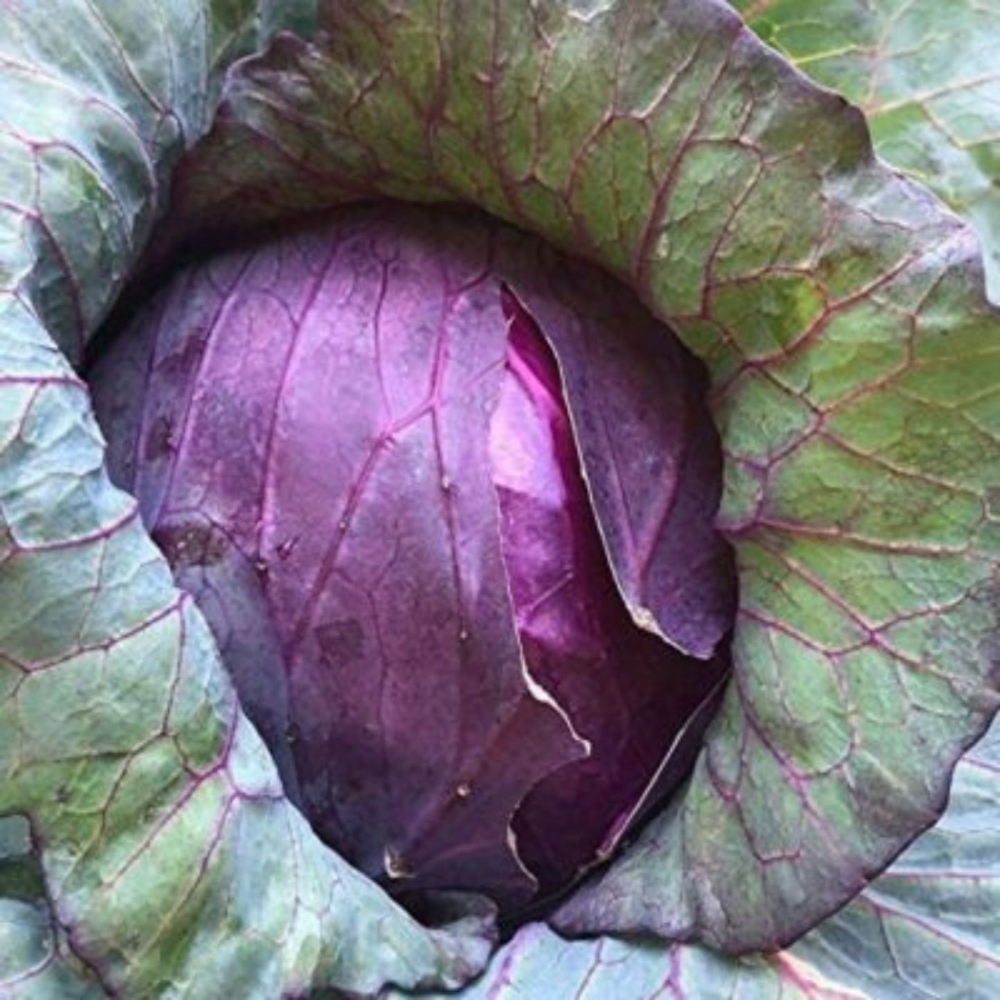 Red Acre Cabbage Seeds - 250+ Heirloom Brassica oleracea Vegetable Seeds - Made in USA, Ships from Iowa