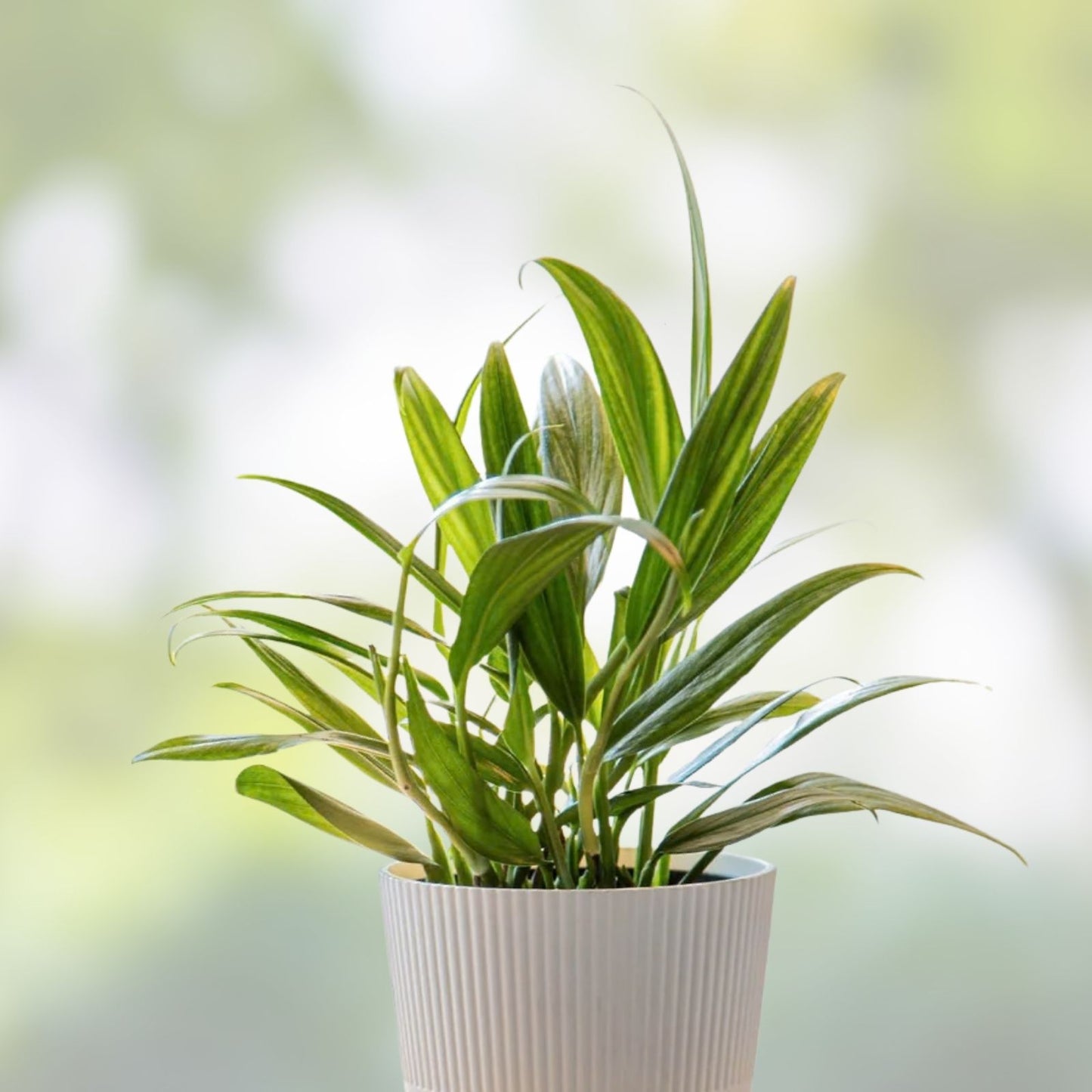 Epipremnum Amplissimum Silver Streak Unrooted Cutting | 2 Node Fresh Pothos Plant | Variegated Indoor Houseplant