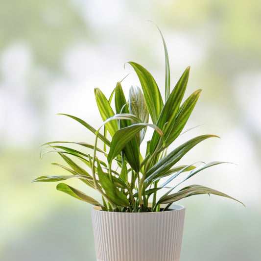 Epipremnum Amplissimum Silver Streak Unrooted Cutting | 2 Node Fresh Pothos Plant | Variegated Indoor Houseplant