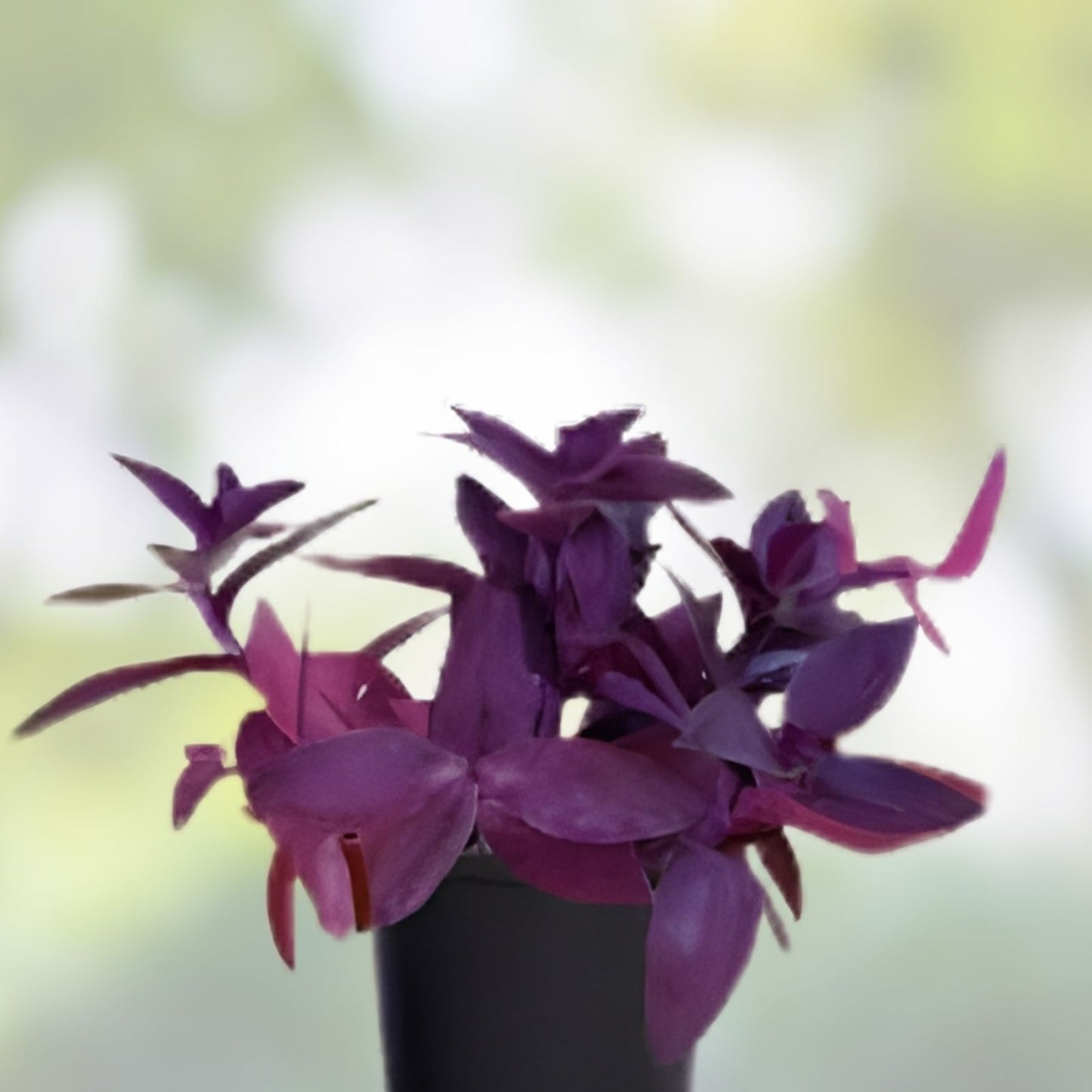 Purple Heart Wandering Jew Cuttings - 5+ Live Tradescantia Pallida Purpurea Plant Propagation Cuttings