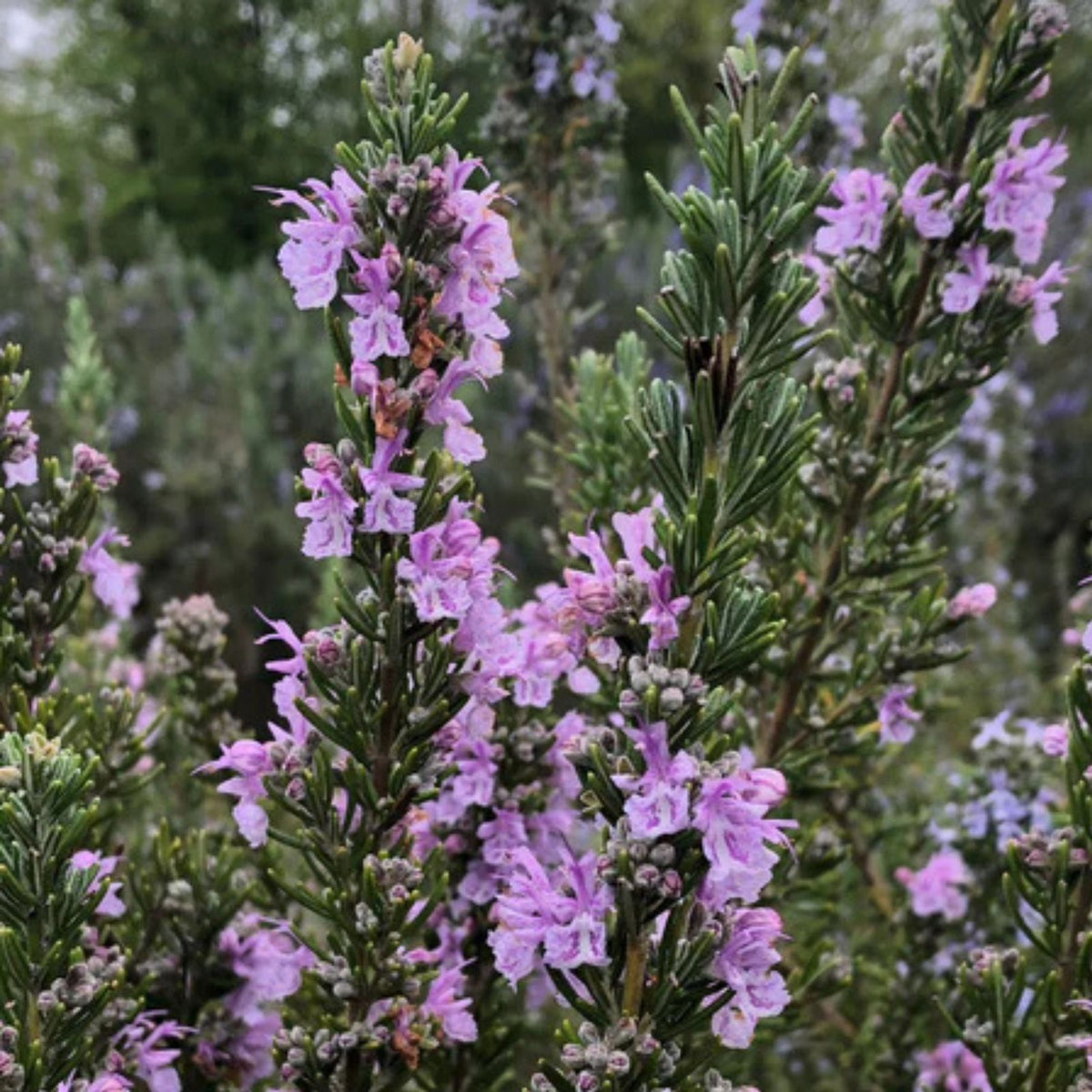 Fresh Cutting Rosemary Bundle 5+1 Organic Salvia rosmarinus Rosmarinus officinalis 4"-7"