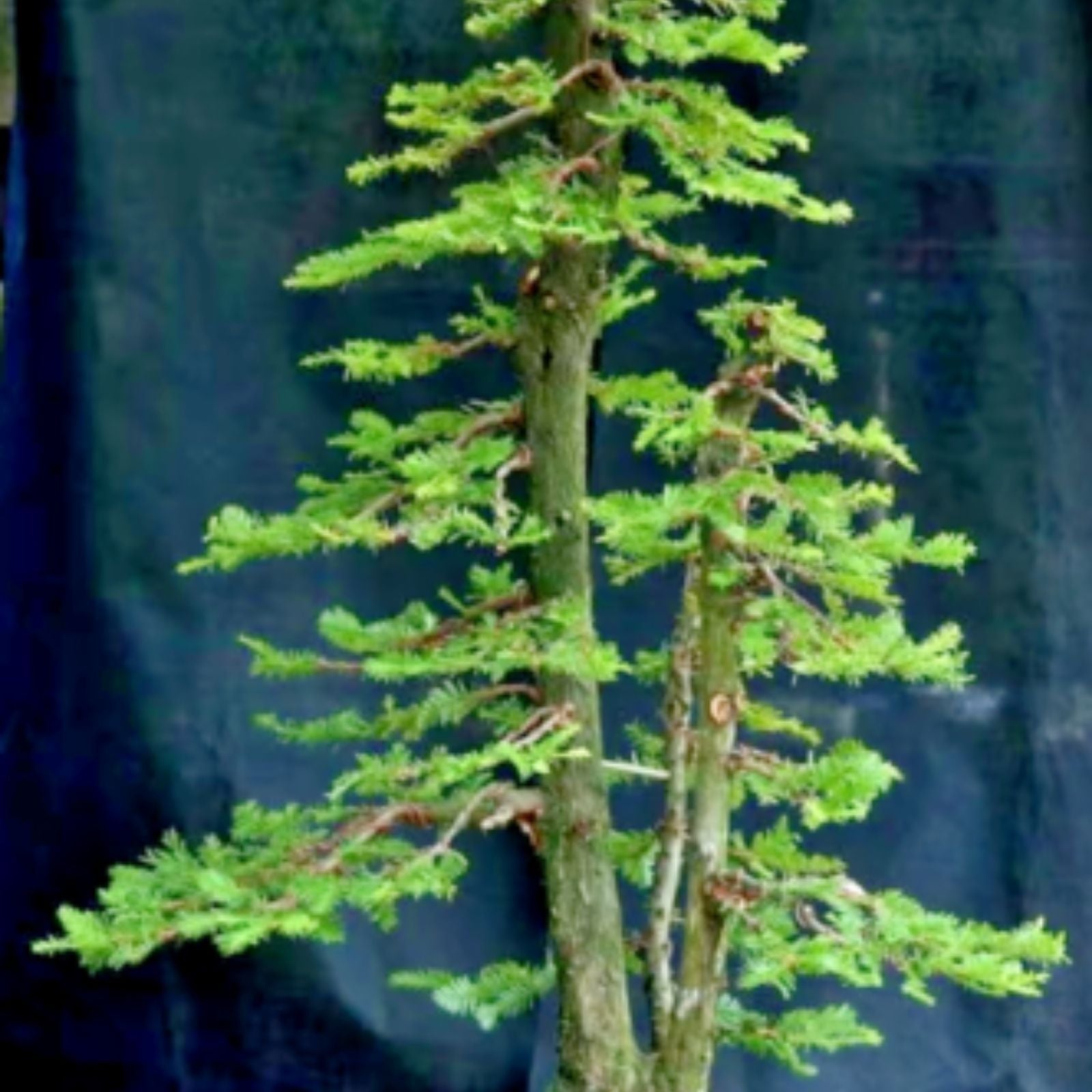 Redwood Sequoia Tree Seeds - 25 Seeds for Bonsai - Sequoiadendron giganteum - Grows from Seed - Ships from USA
