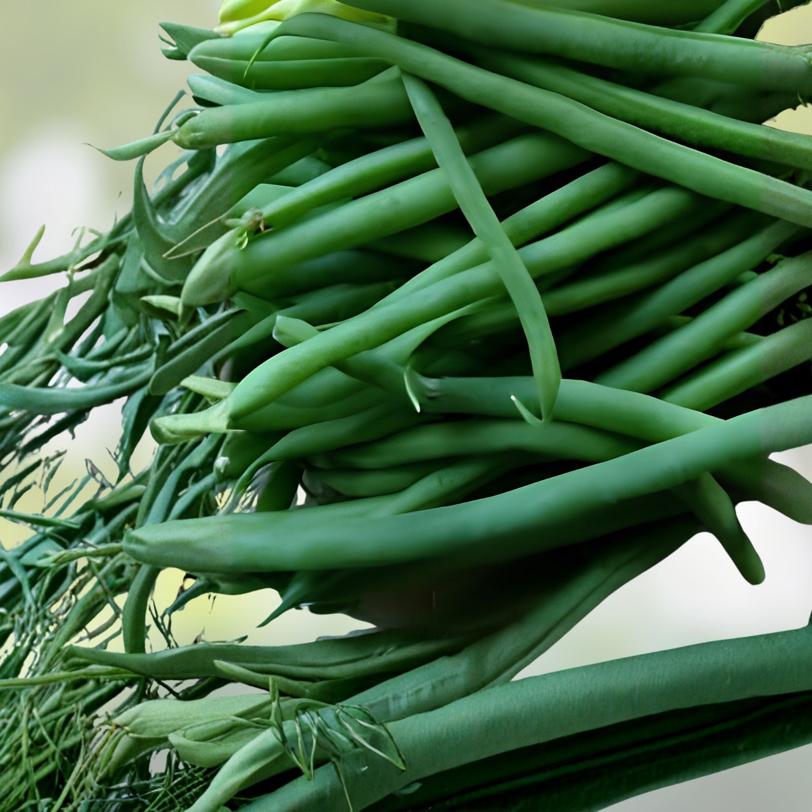 Jade Green Bean Seeds 50 Hairless Phaseolus vulgaris Edible Vegetable Starter Plants