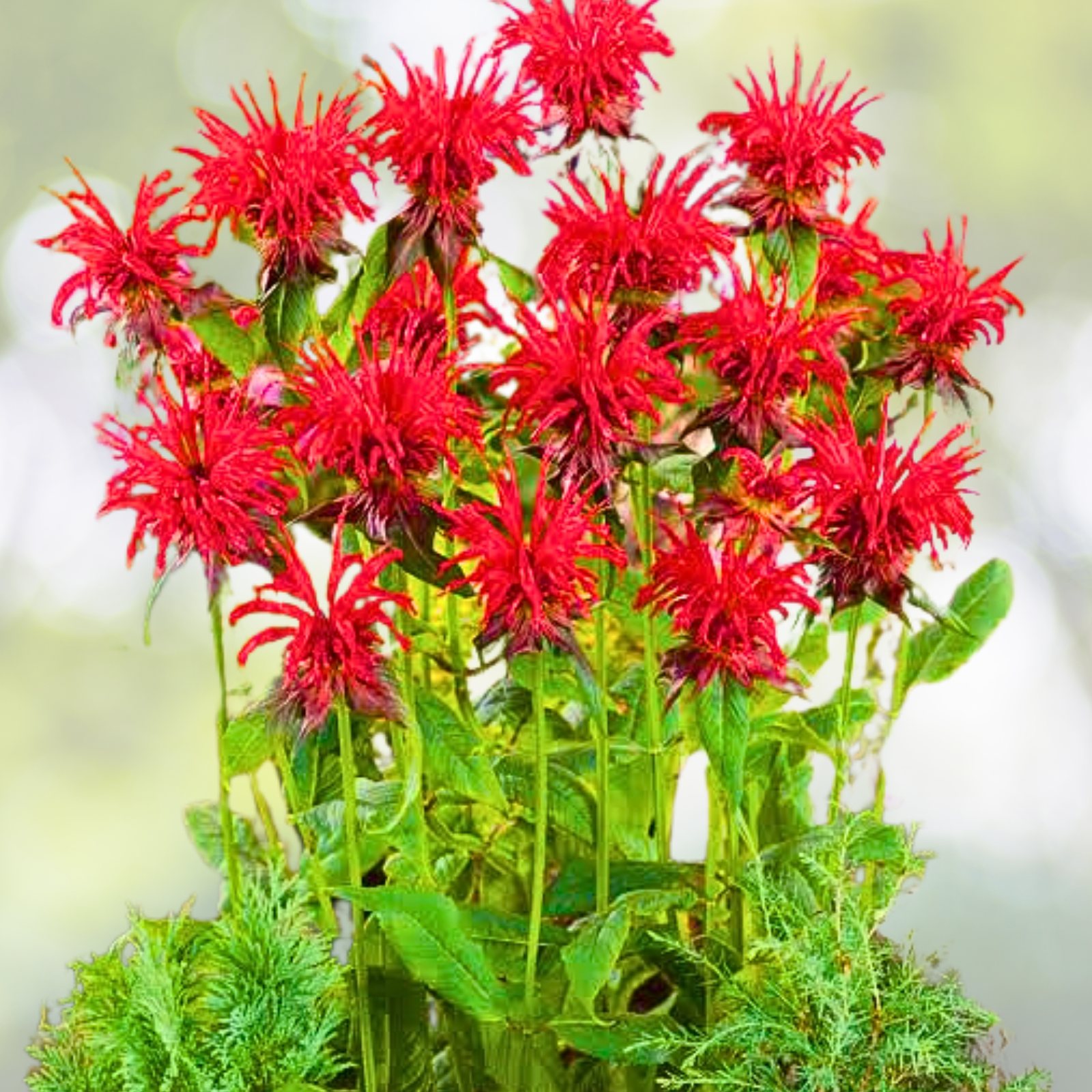 Red Bee Balm Seeds - 1000 Count - Monarda didyma - Fiery Perennial Flower for Hummingbirds
