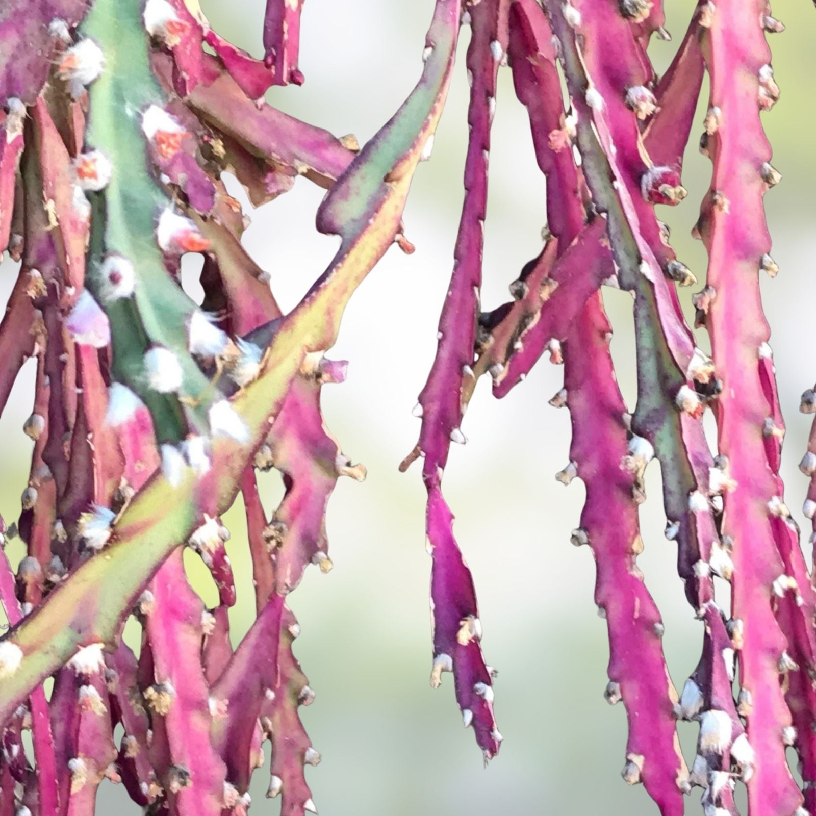 Lepismium Cruciforme Pink Blooms Cuttings - 4 Inches - Rare Hans Wiehler Variety - HTF Succulent Plant Propagation Material