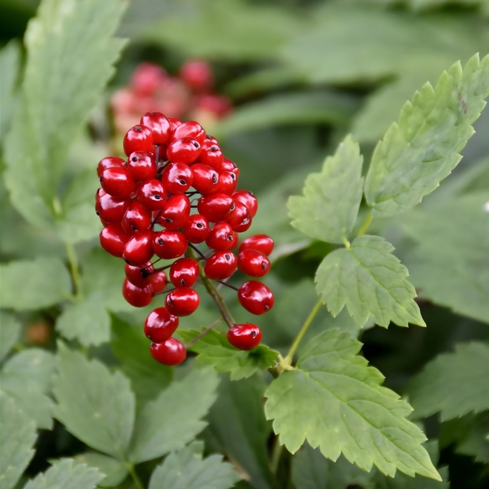 Red Baneberry Seeds 50 Pack, Actaea rubra, Native Perennial Wildflower, Shade Tolerant, Edible Berries, Planting Seeds