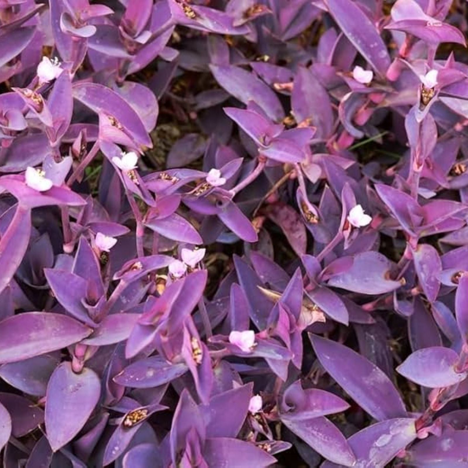 Tradescantia 'Purple Heart' Cuttings - Organic Wandering Jew Plant - Live Indoor Houseplant - Purple Foliage - Easy Care
