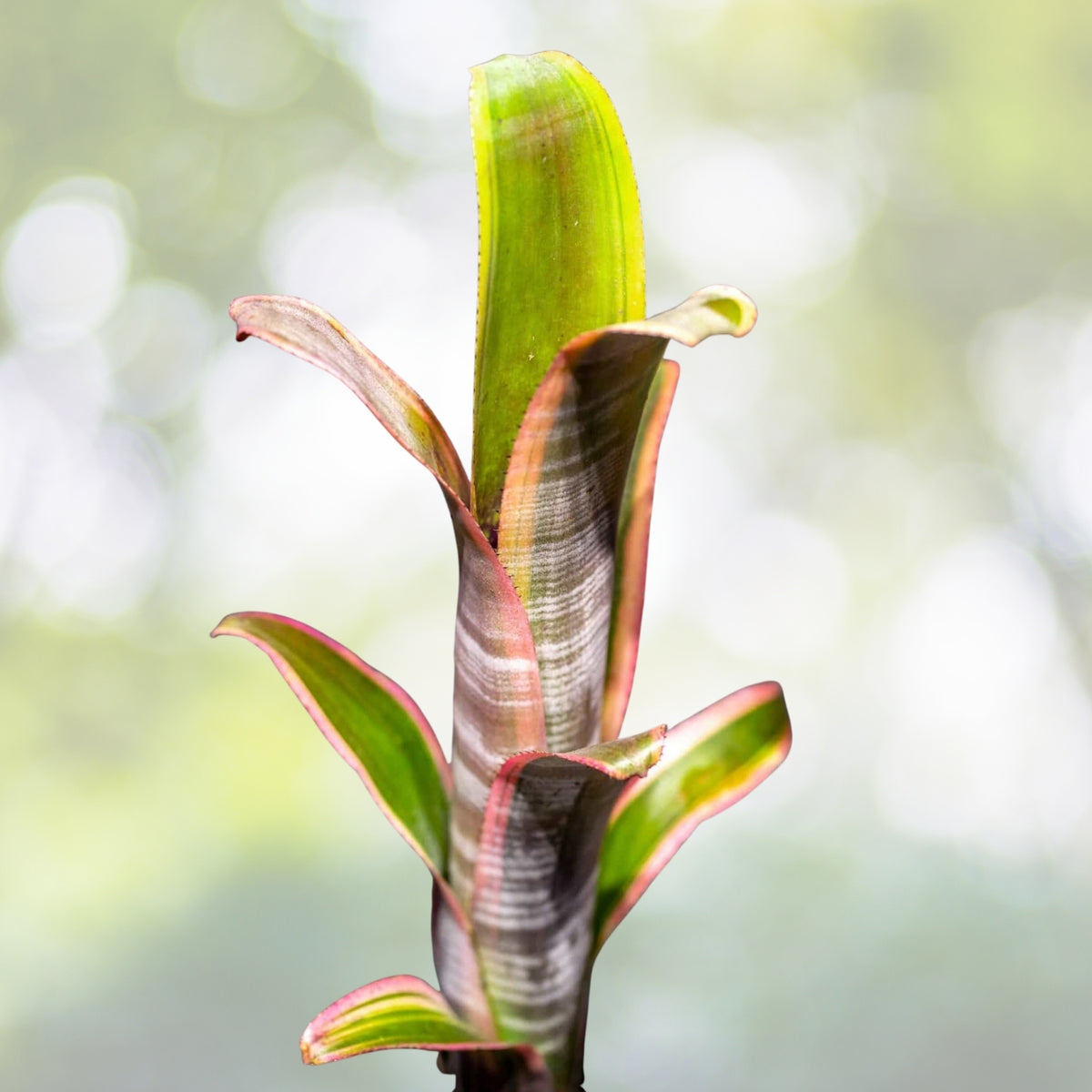 Bromeliad Plant 5" Pot Billbergia Vittata Albo - Tropical Indoor Houseplant, Air Purifying Greenery, Decorative Plant
