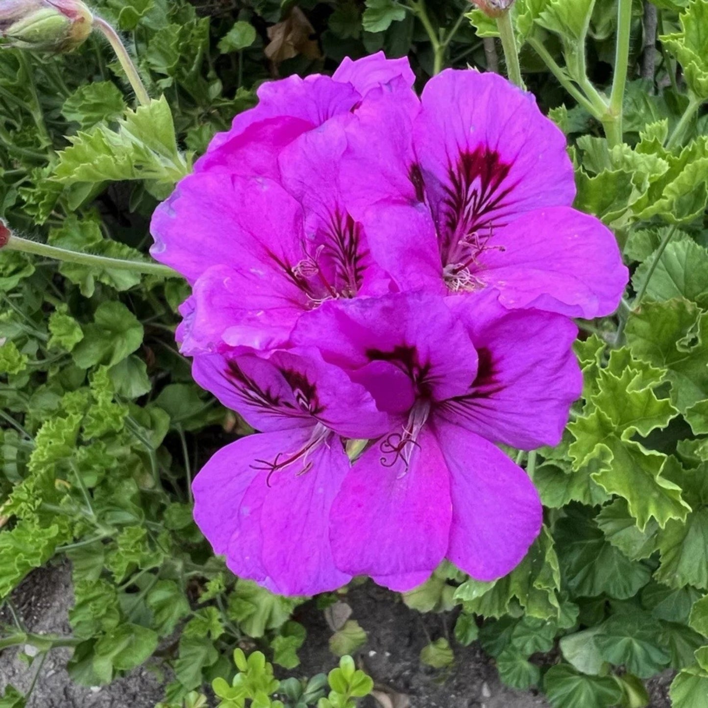 Pelargonium Cuttings 2 x 6" Purple & White Regal Geranium Fancy Flowering Pelargonium Plant