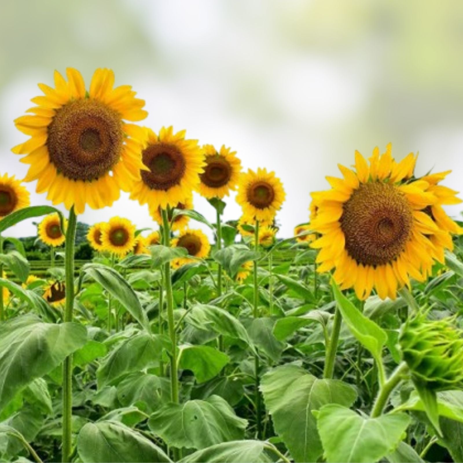 Mammoth Sunflower Seeds 250 Count Giant Yellow Flowers Helianthus annuus Garden Flower Seeds