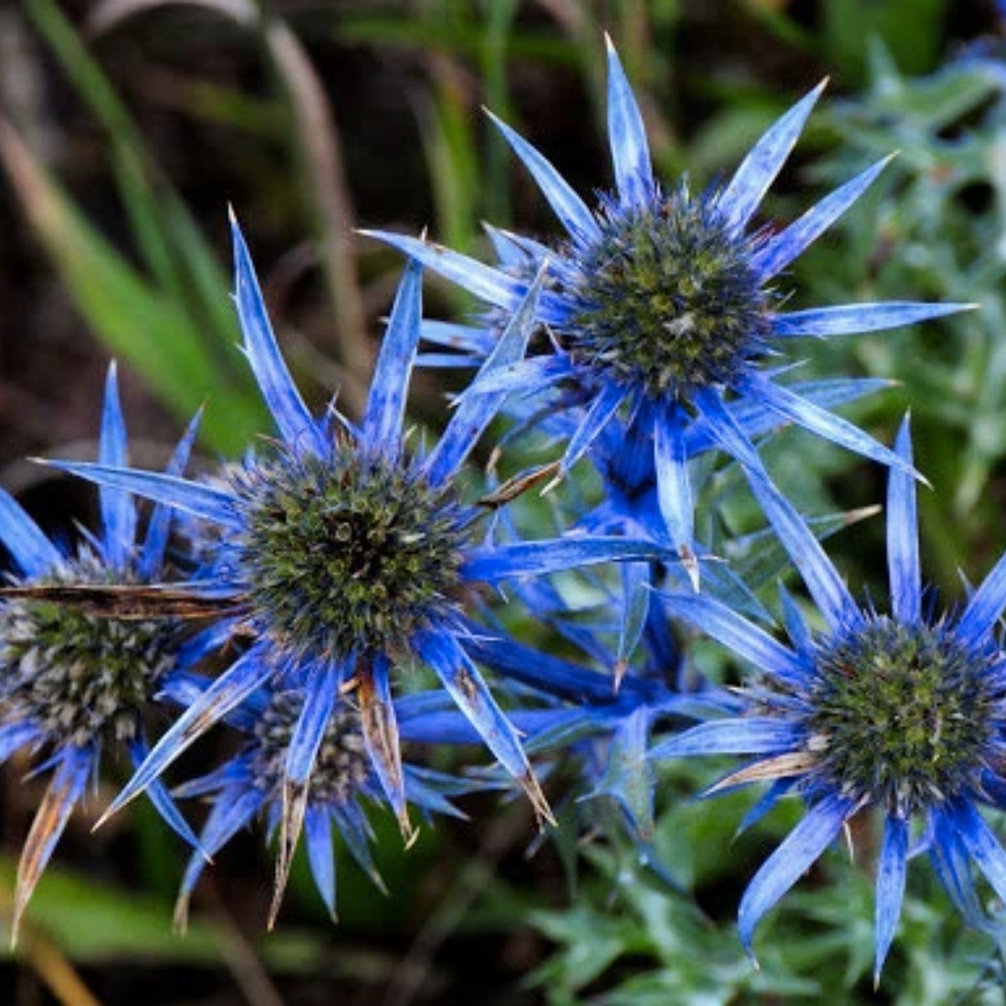 Blue Thistle Seeds - 25 Pack - Rare Swiss Alps Eryngium alpinum - Ornamental Perennial Flower for Garden and Wildflower Planting