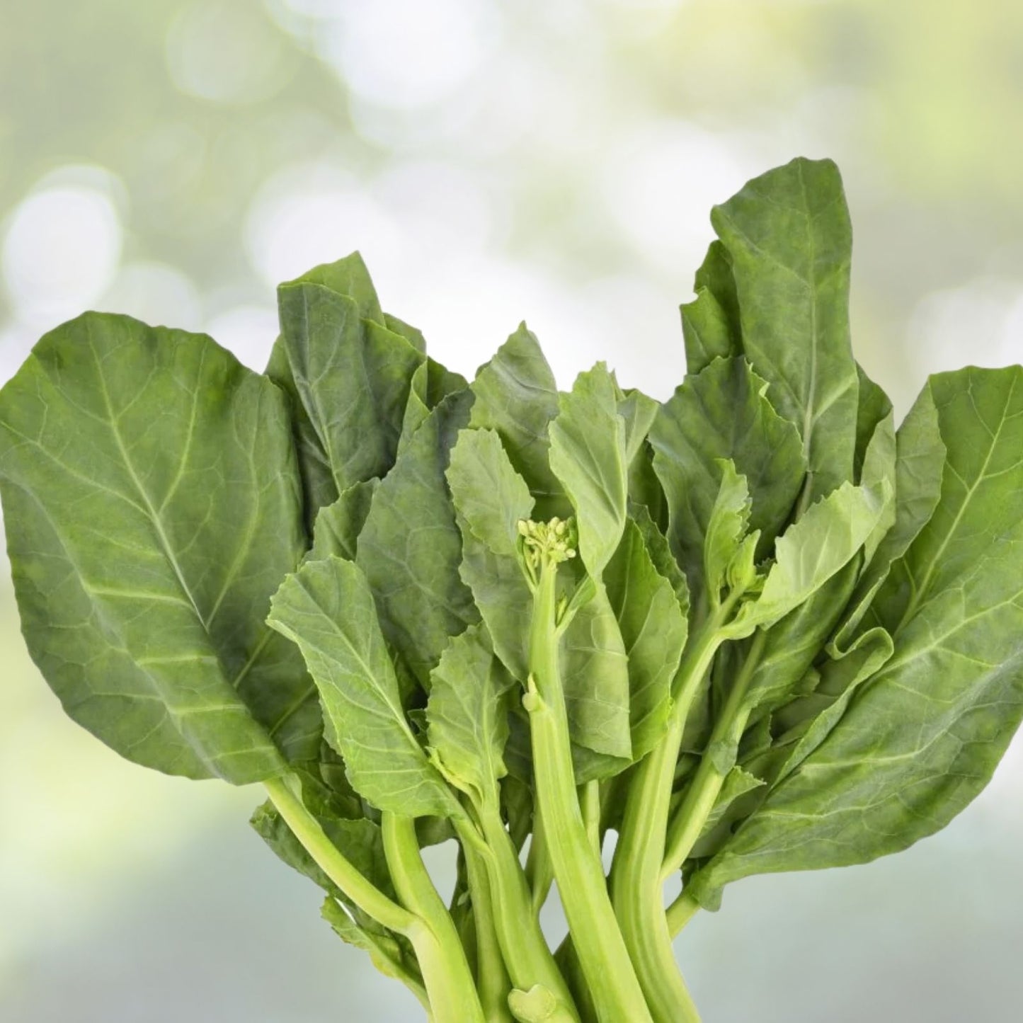 Chinese Kale Seeds - 100+ Seeds Kailaan Gai Lan Choi Vegetable - Brassica oleracea var. alboglabra - USA