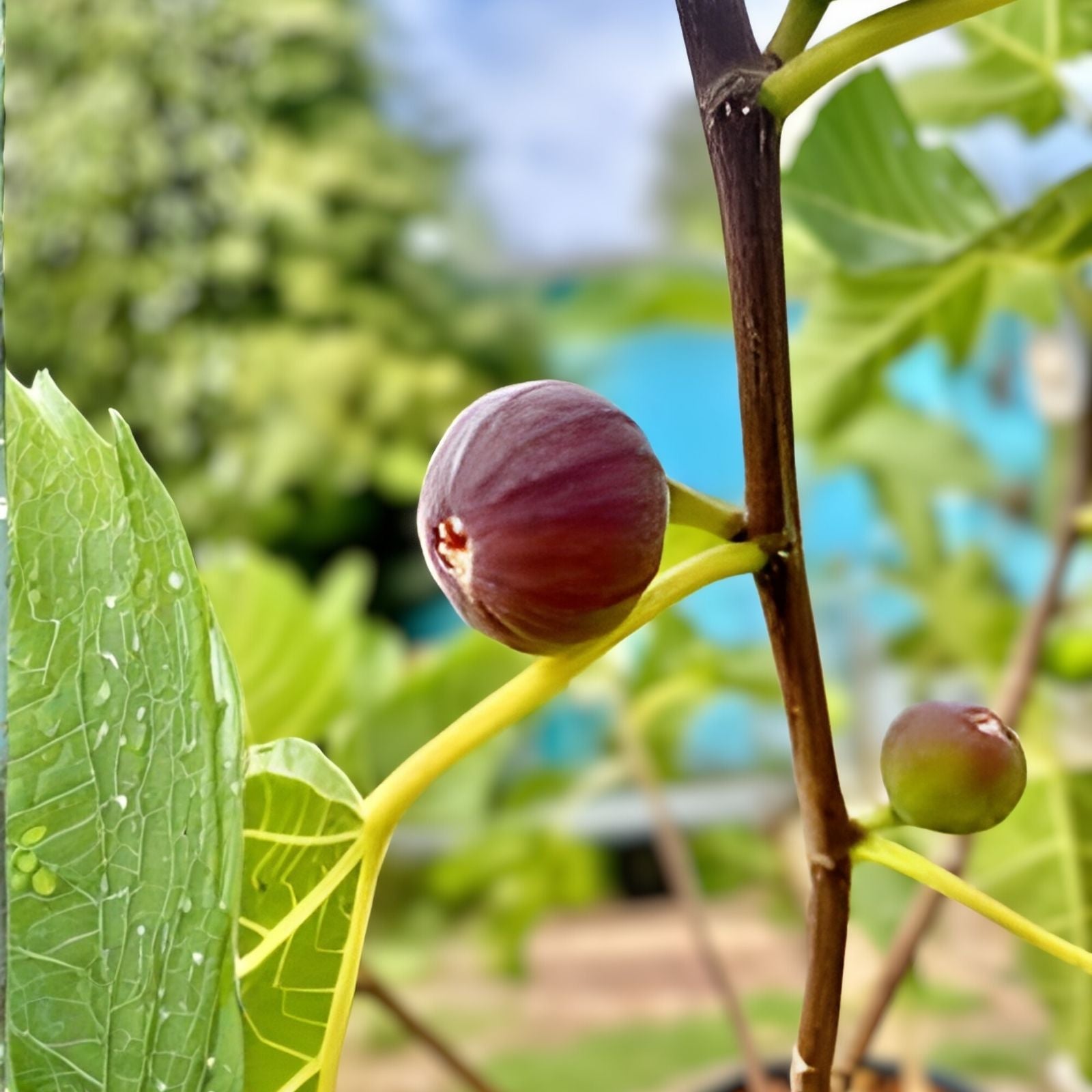 Fig Tree Cuttings 6 Pieces, Col de Dame Grise, Healthy Hardy Ficus carica, Fruit Bearing, Garden Planting Material