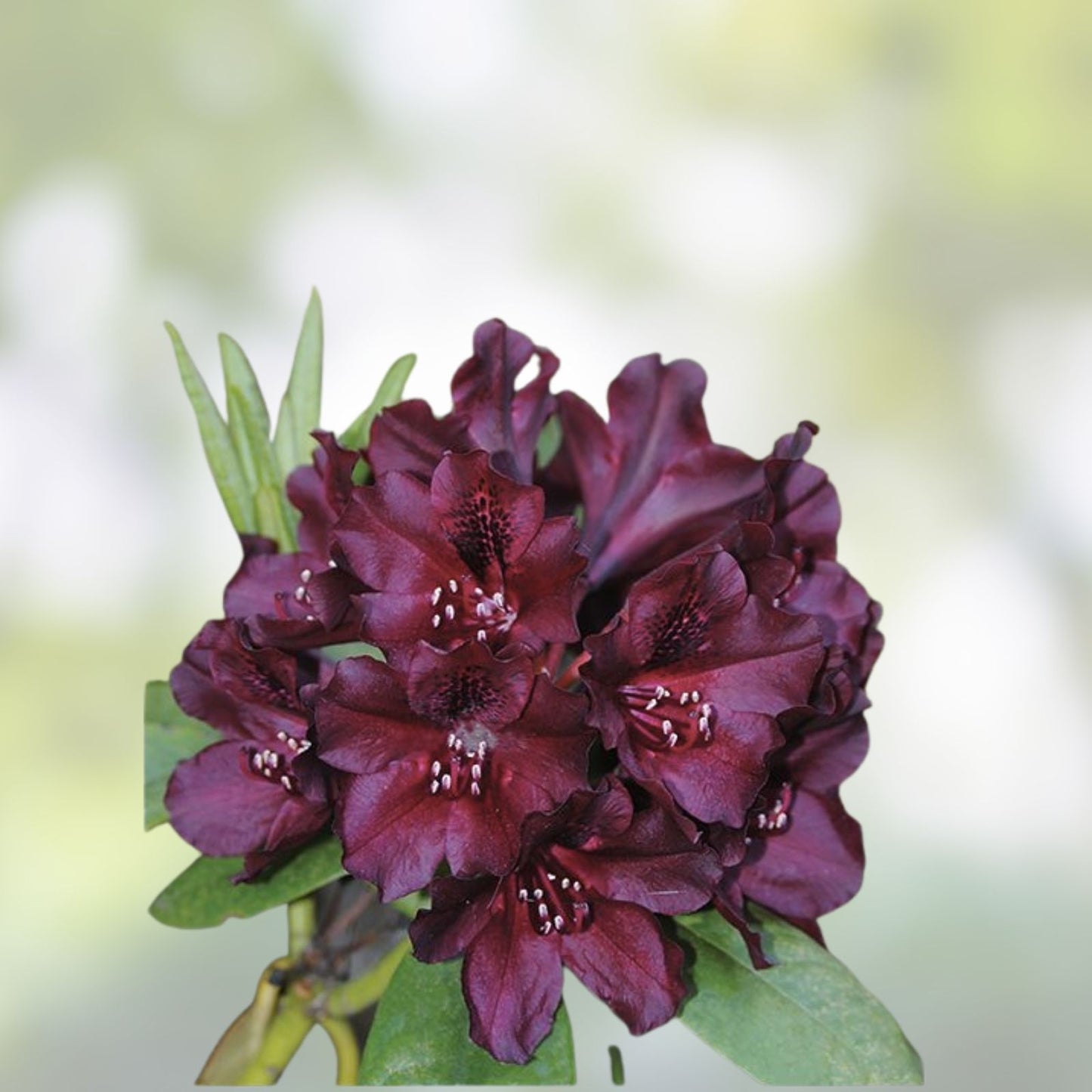 Dark Lord Rhododendron Starter Plant - Well Rooted Hardy Evergreen Shrub Rhododendron spp,