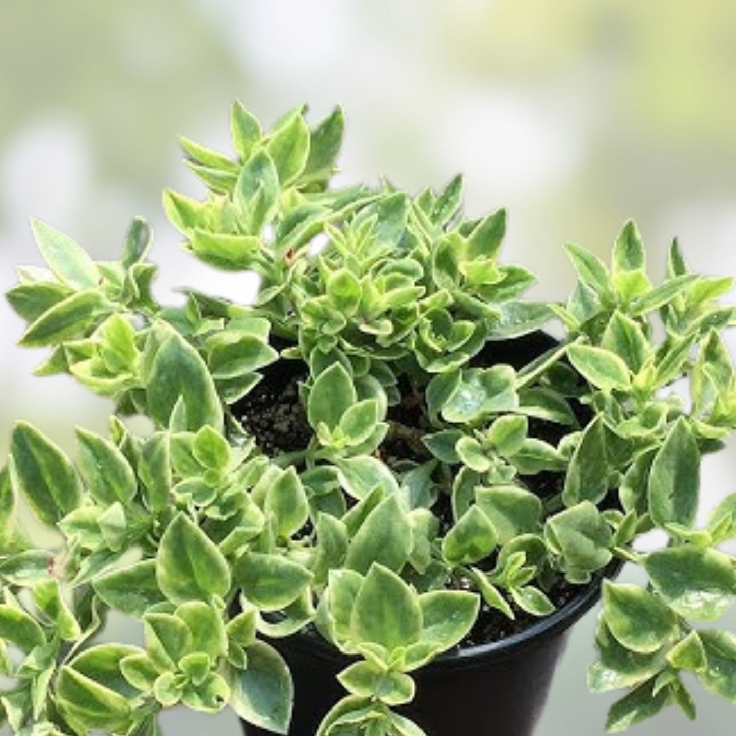 Live Rooted Cutting Variegated Ice Plant Dorotheanthus, Organic, Free Shipping, Succulent Plant, Indoor or Outdoor Garden