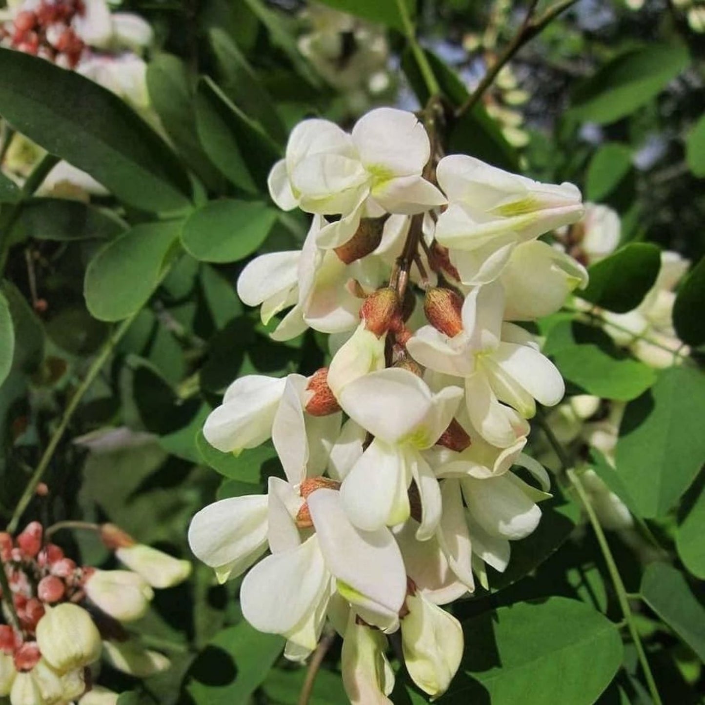 Black Locust Tree Seeds - 50 Pack for Planting - Robinia pseudoacacia - Fast-Growing Ornamental and Shade Tree Seeds