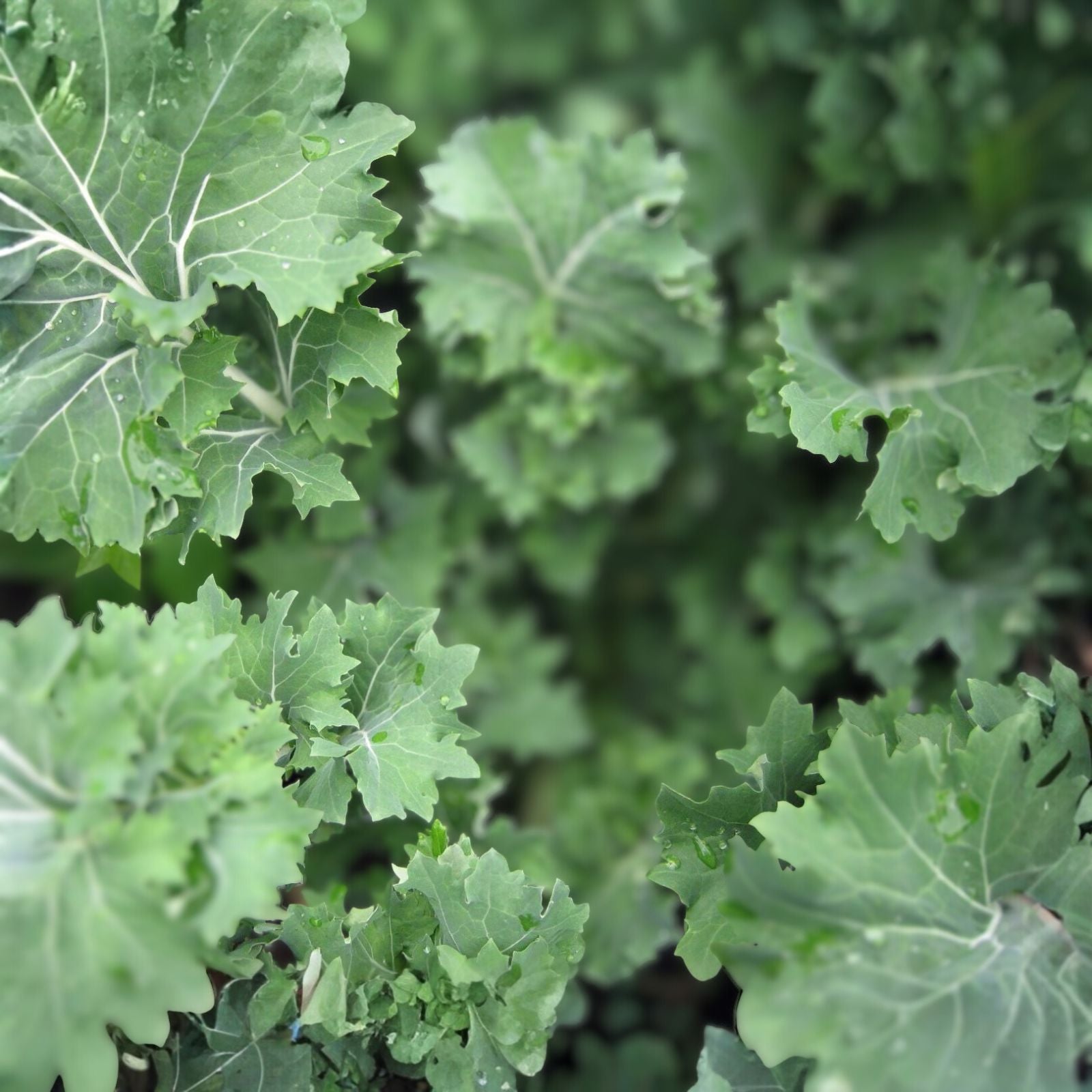 Dwarf Siberian Kale Seeds 500 Count Heirloom Non-GMO Brassica oleracea var. sabellica Healthy Greens