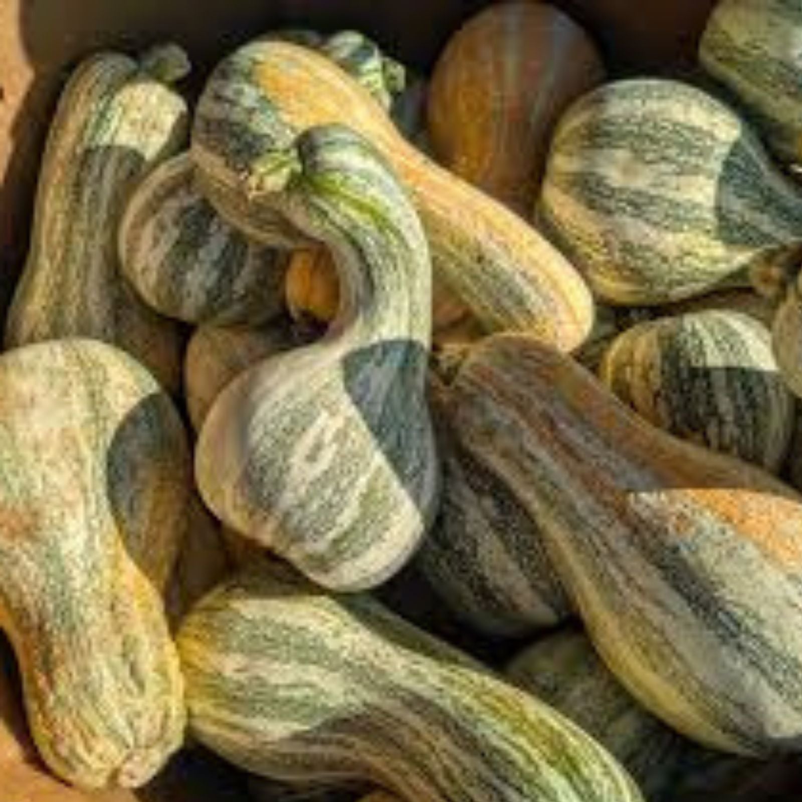Cushew Crooked Neck Squash Seeds – 30+ Heirloom Seeds – Cucurbita argyrosperma – Vegetable Gardening Supplies