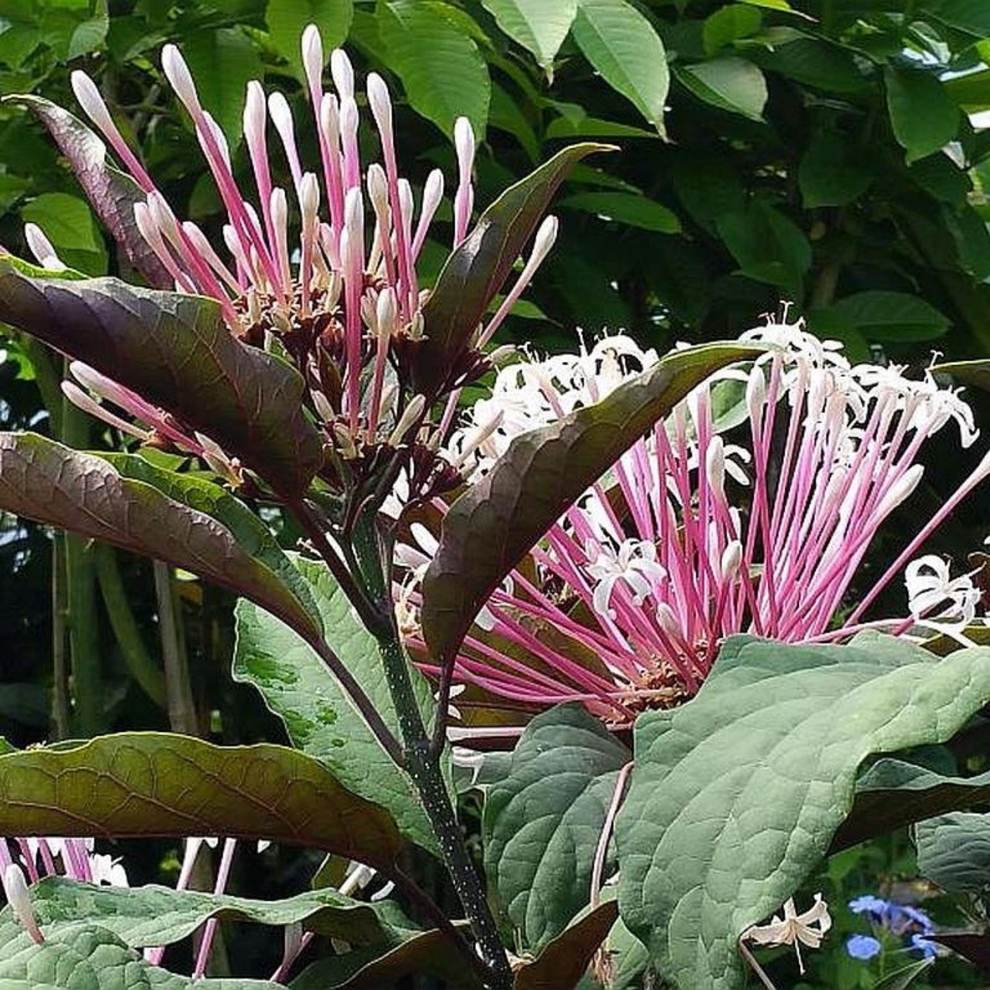 Shooting Star Plant Starter - Clerodendrum Quadriloculare Starburst - Live Potted Plant - Tropical Indoor Garden Plant