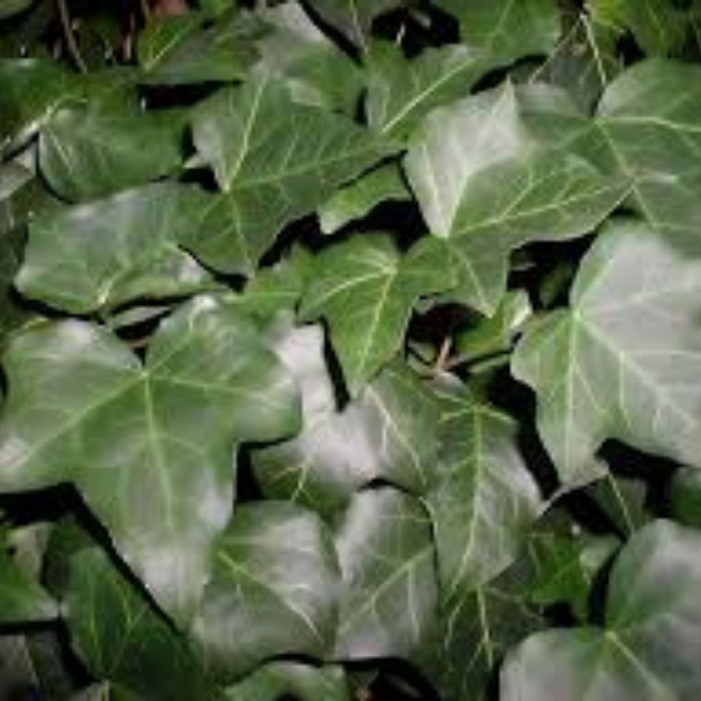 Baltic Ivy Sub Zero Rooted Cuttings - Climbing Vine Ground Cover Hedera helix - Evergreen Indoor Outdoor Plant