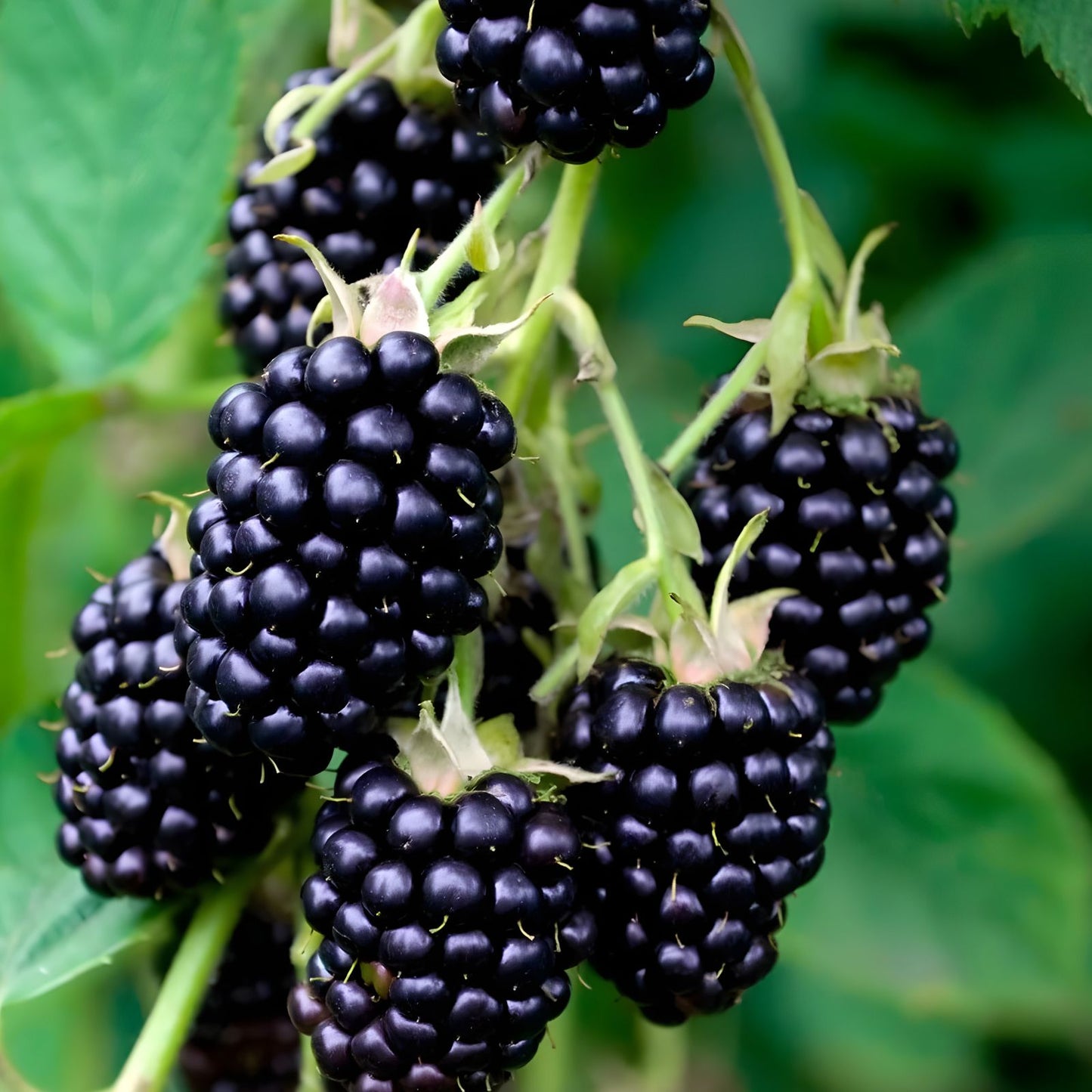 Thornless Blackberry Bush Cuttings Set of 2 – Rubus fruticosus, Rooted Plants for Home Garden, Fruit Producing Plants