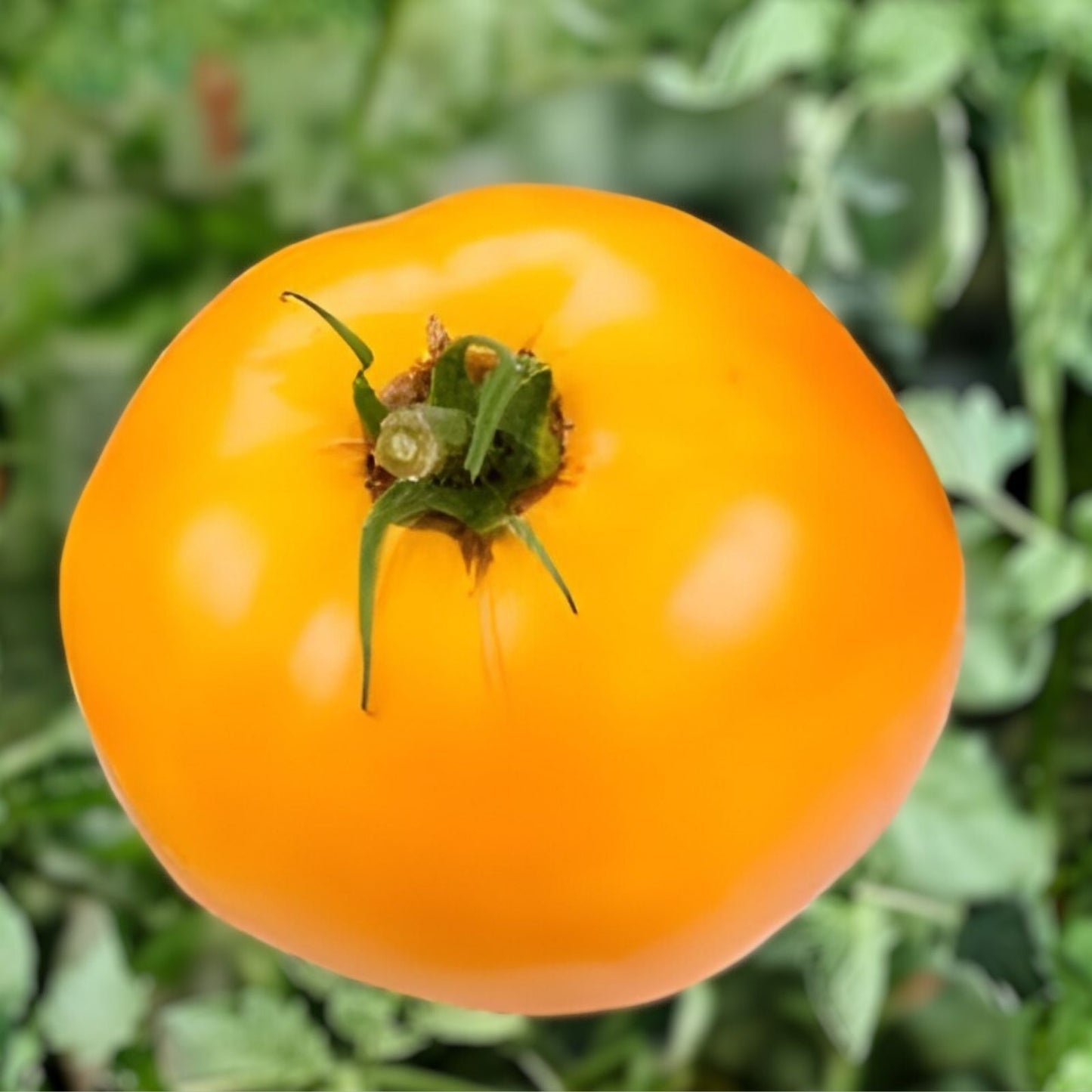 Carolina Gold Tomato Live Starter Plants – Set of 2 – Organic Heirloom Solanum Lycopersicum Vegetables