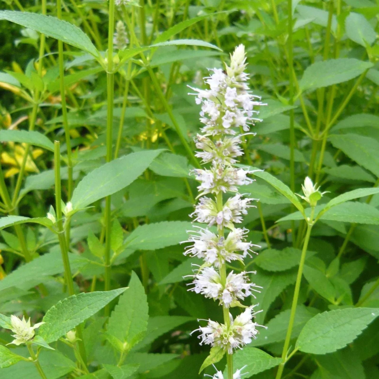 Hyssop Seeds 500 Count White Perennial Herb Hyssopus officinalis Non-California Shipping