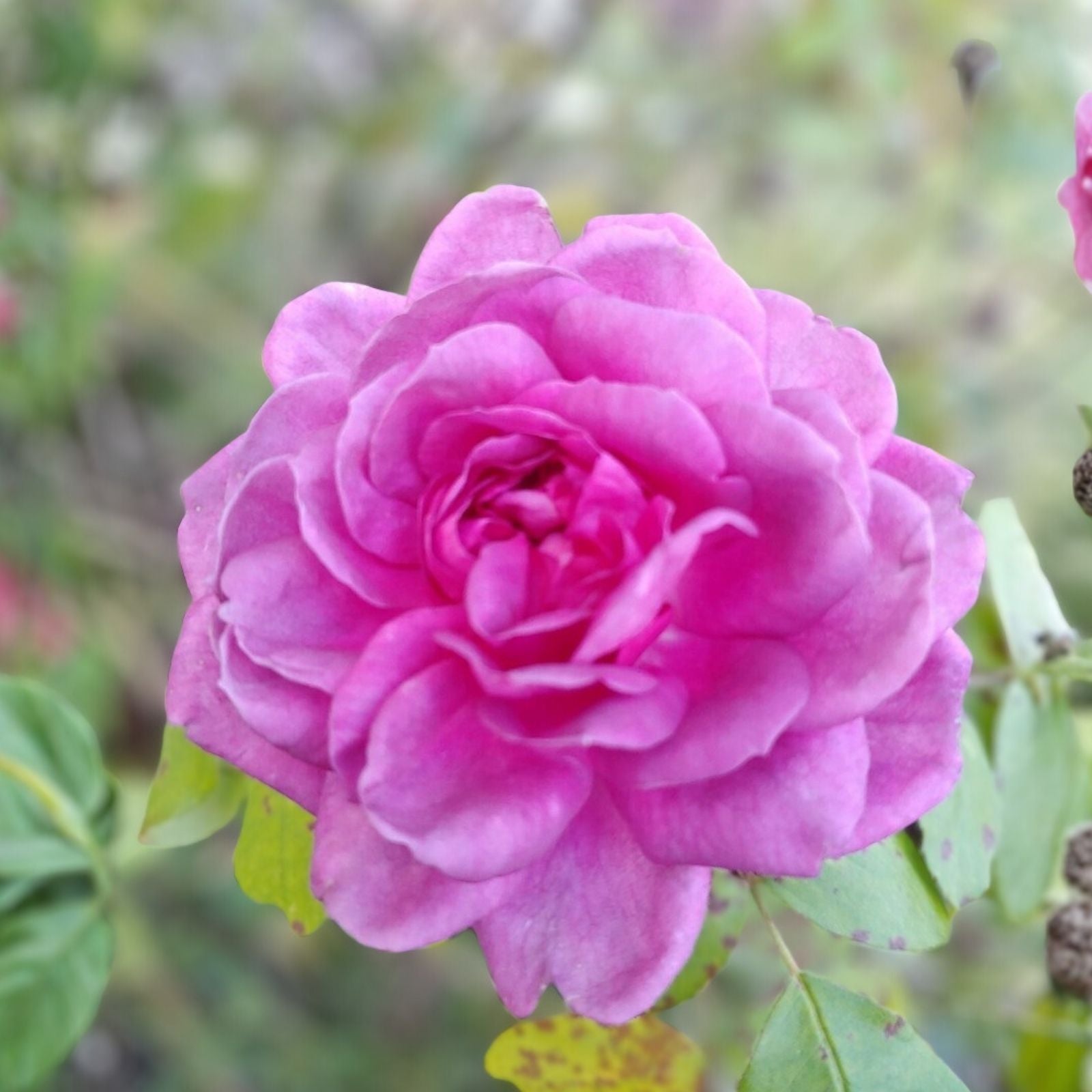 Rose Cuttings 4-6" Lavender Crush | Fragrant Edible Jelly & Drink | Rosa spp,
