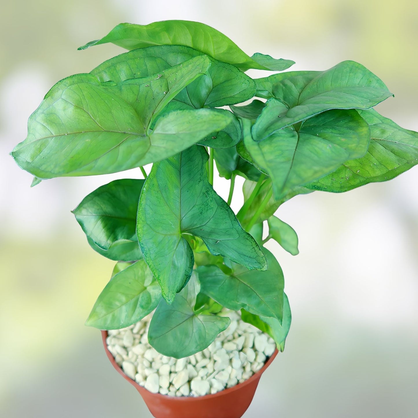 Syngonium Berry Allusion Cutting - Live Plant, Fast Rooted, Indoor Houseplant, Green and Pink Foliage, Araceae
