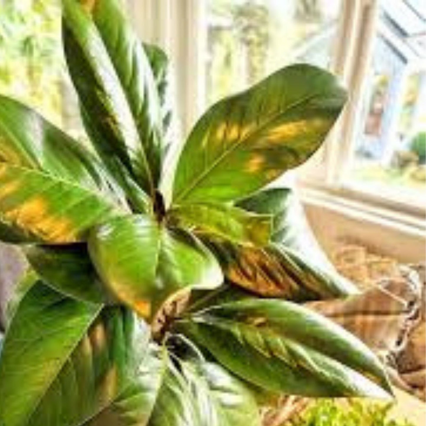 Fresh Live Magnolia Leaves - Green Foliage for Crafting and Decor - Magnolia grandiflora