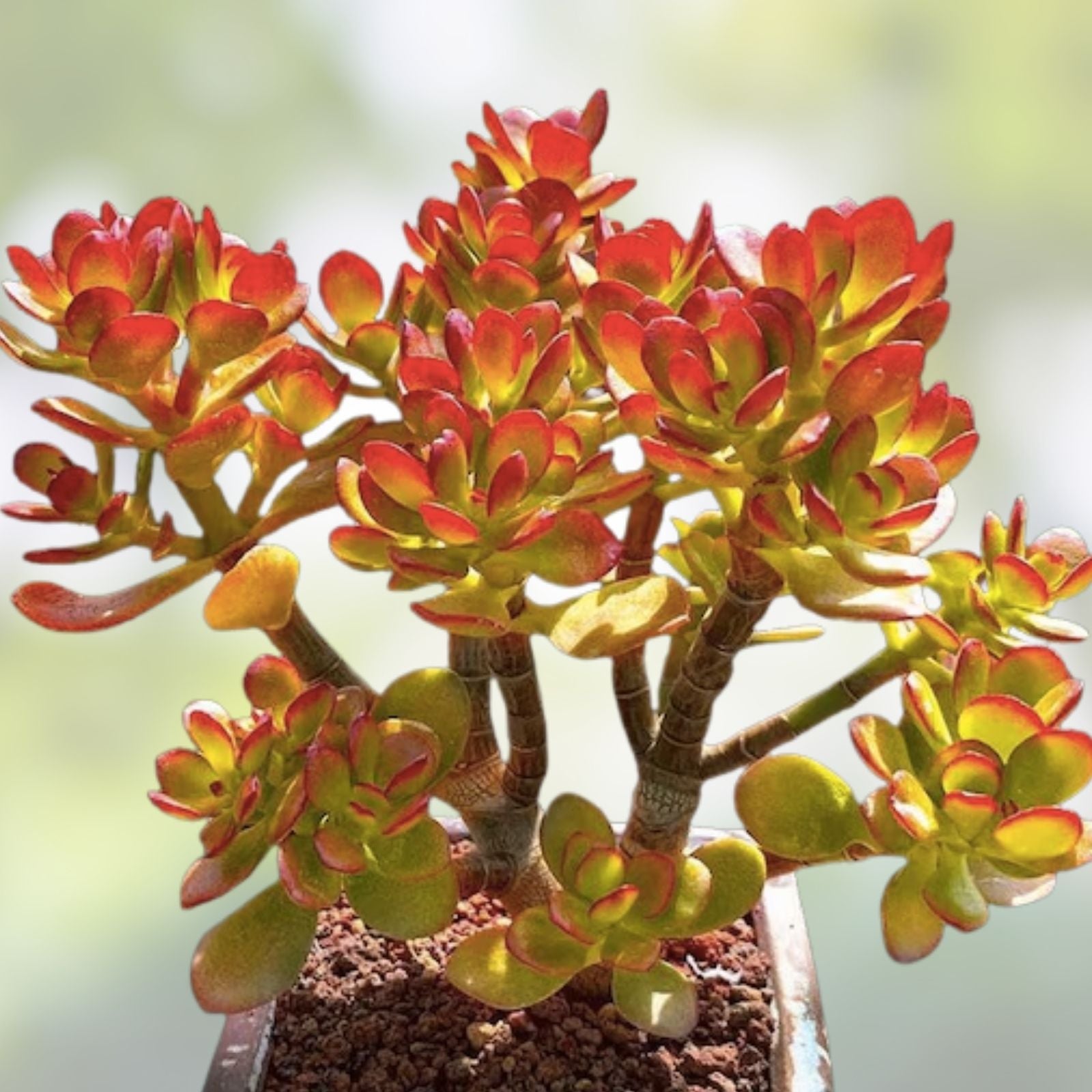 Jade Plant Cuttings 5 Pack | Money Succulent | Lucky Plant | Crassula ovata | 3-5 Inch Size