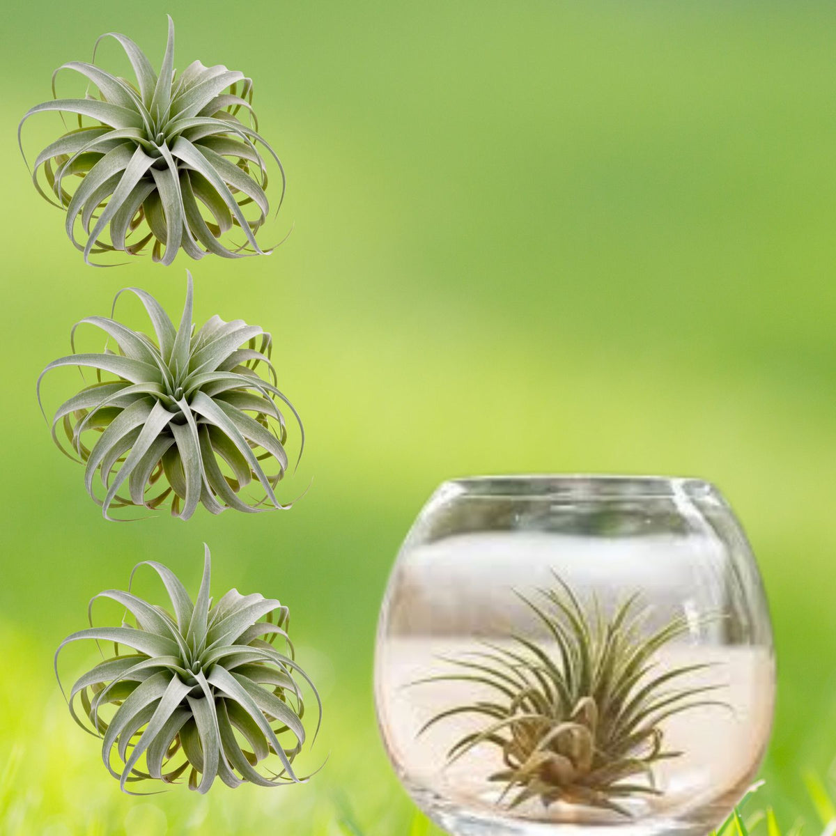 LARGE Live Florida Air Plant Cluster - Organic Tillandsia for Terrarium, Ball Moss - Perfect for Home Decor and Gardening